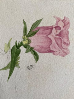 Pintura Botánica Antigua Británica a la Acuarela, circa 1900's