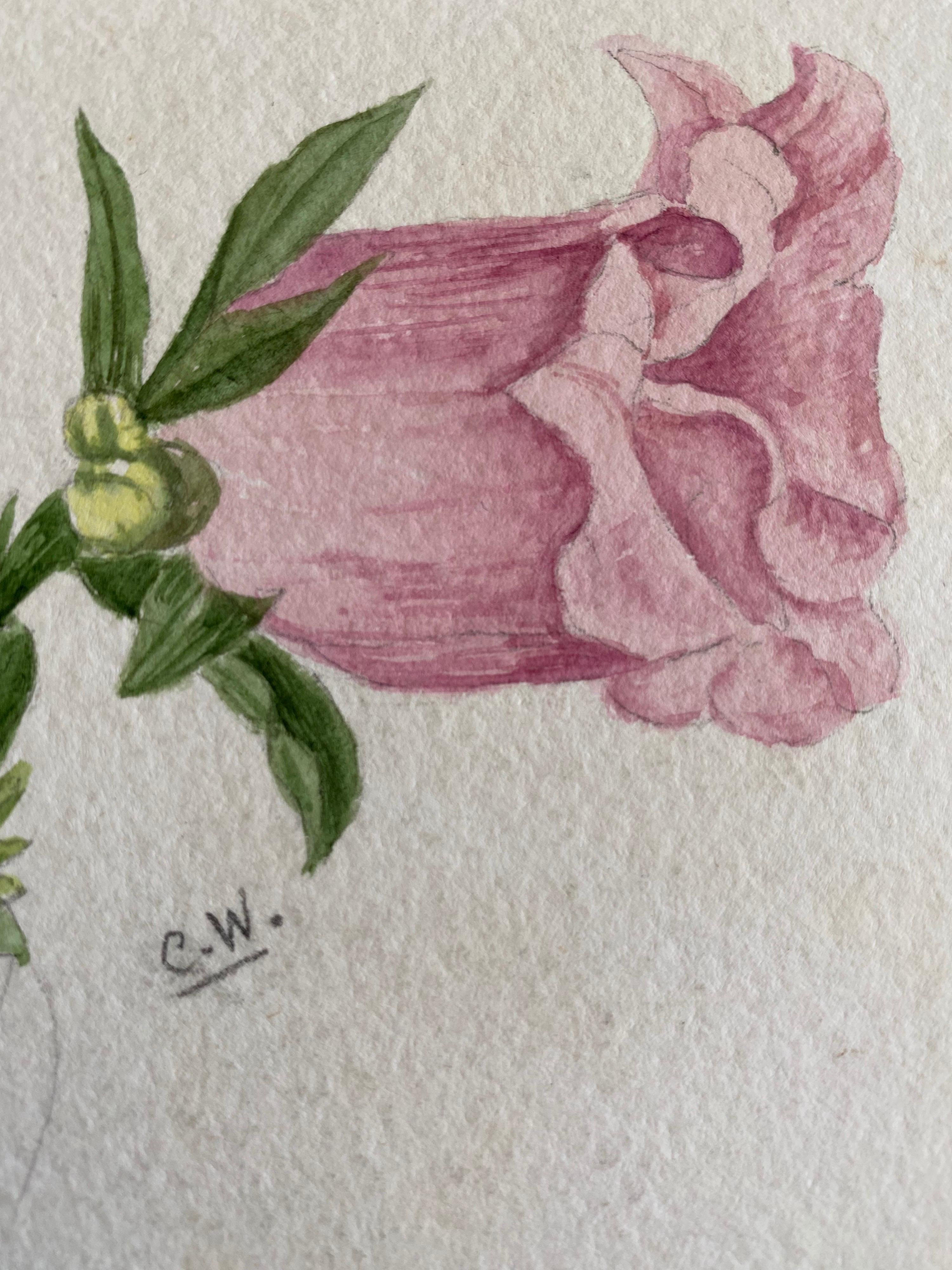 Fine Antique British Botannical Watercolour Painting, circa 1900's - Beige Still-Life by Unknown