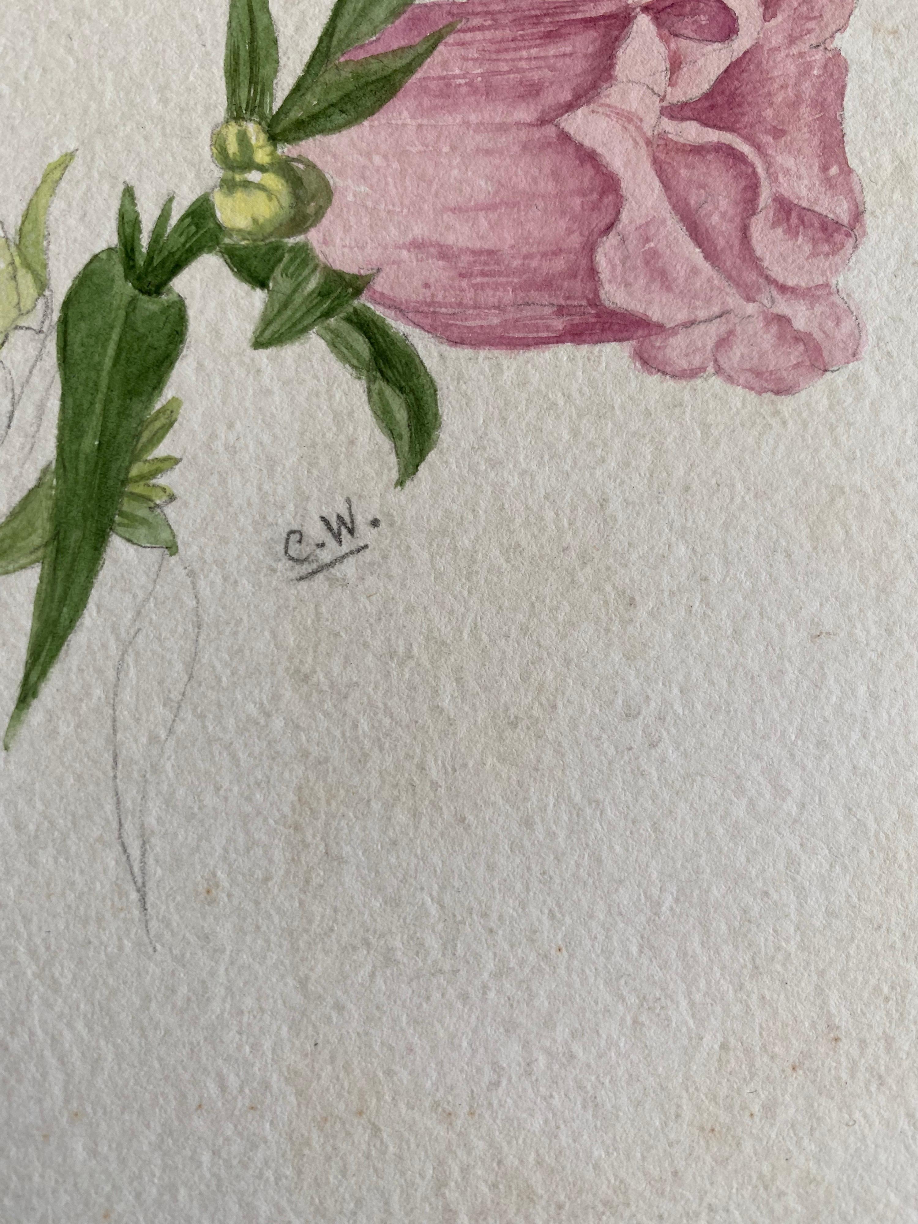 A very fine original antique English botanical watercolour painting depicting this beautiful depiction of a flower/ plant. The work came to us from a private collection in Surrey, England and had been part of an album of works assembled by the
