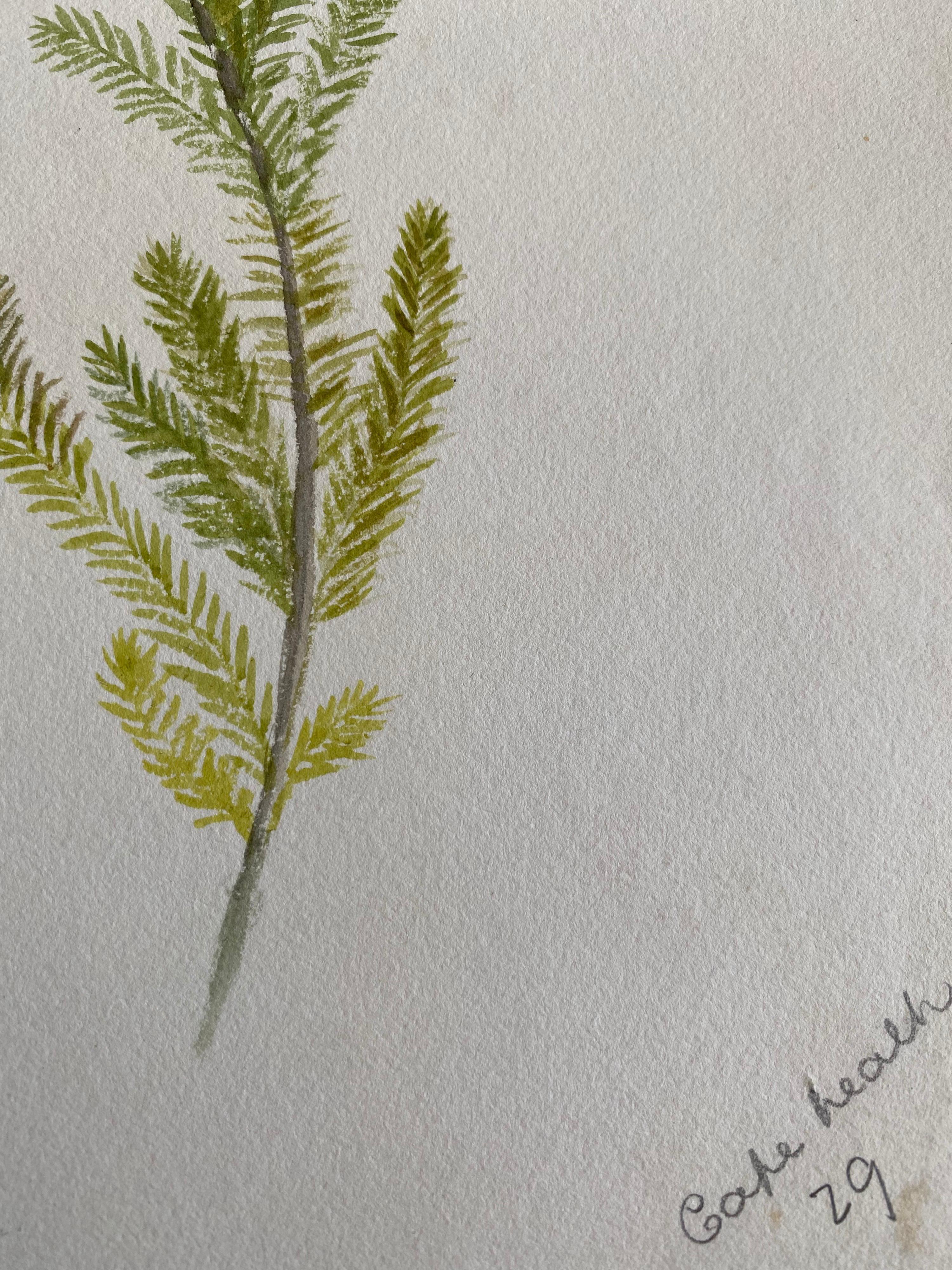 Fine Antique British Botannical Watercolour Painting, circa 1900's - Victorian Art by Unknown