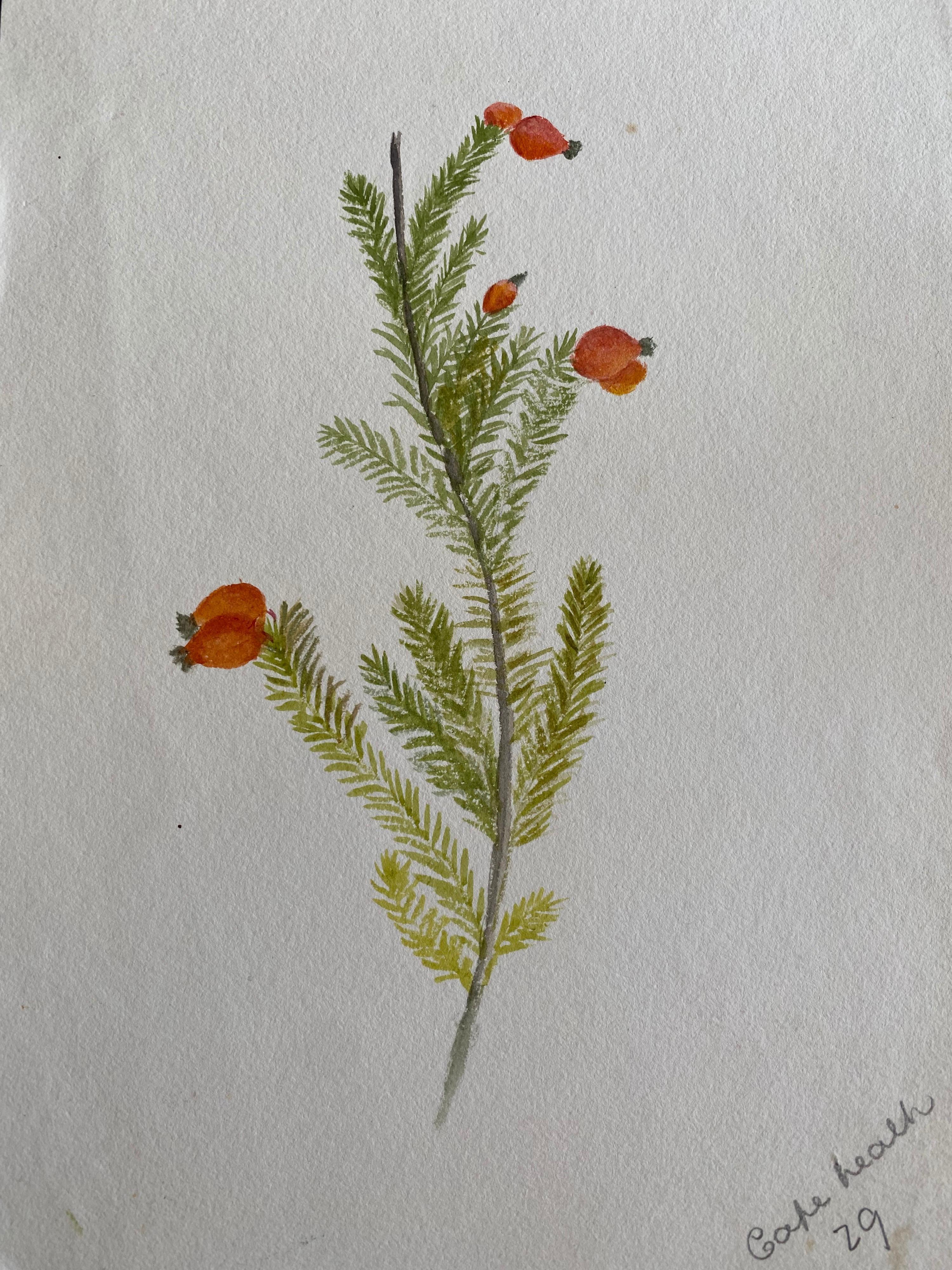 Fine Antique British Botannical Watercolour Painting, circa 1900's - Art by Unknown