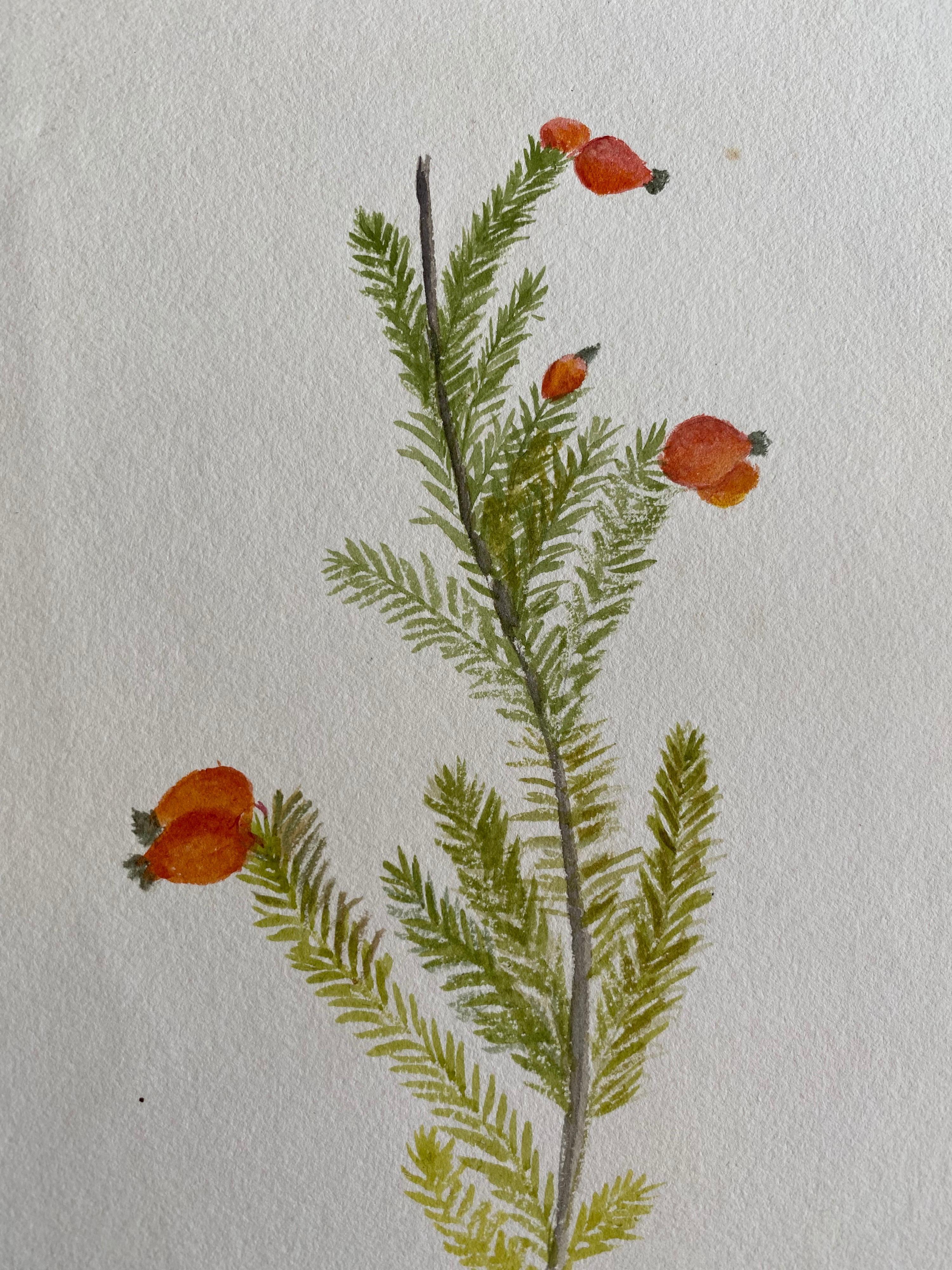 Fine Antique British Botannical Watercolour Painting, circa 1900's - Gray Still-Life by Unknown