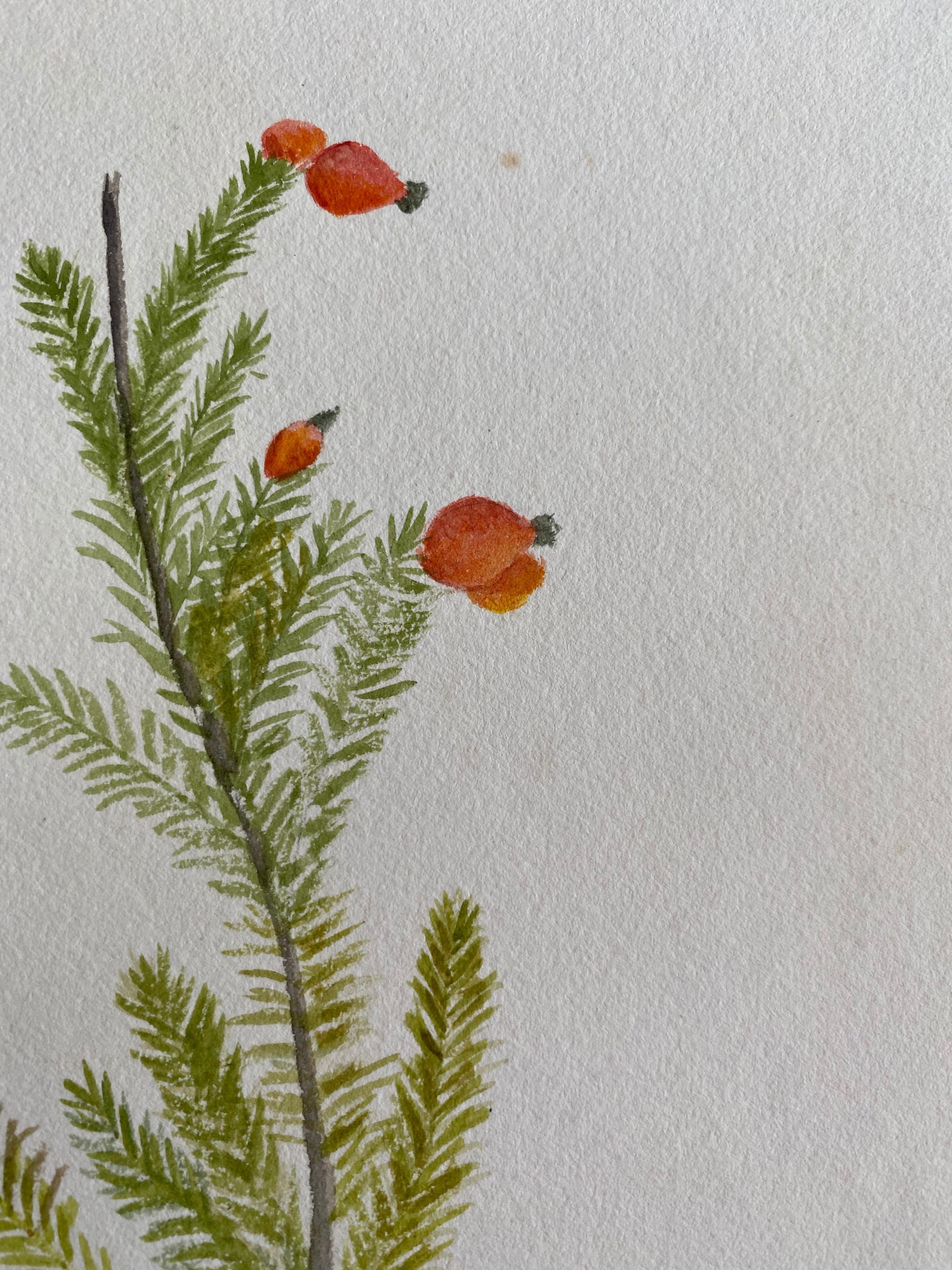 A very fine original antique English botanical watercolour painting depicting this beautiful depiction of a flower/ plant. The work came to us from a private collection in Surrey, England and had been part of an album of works assembled by the
