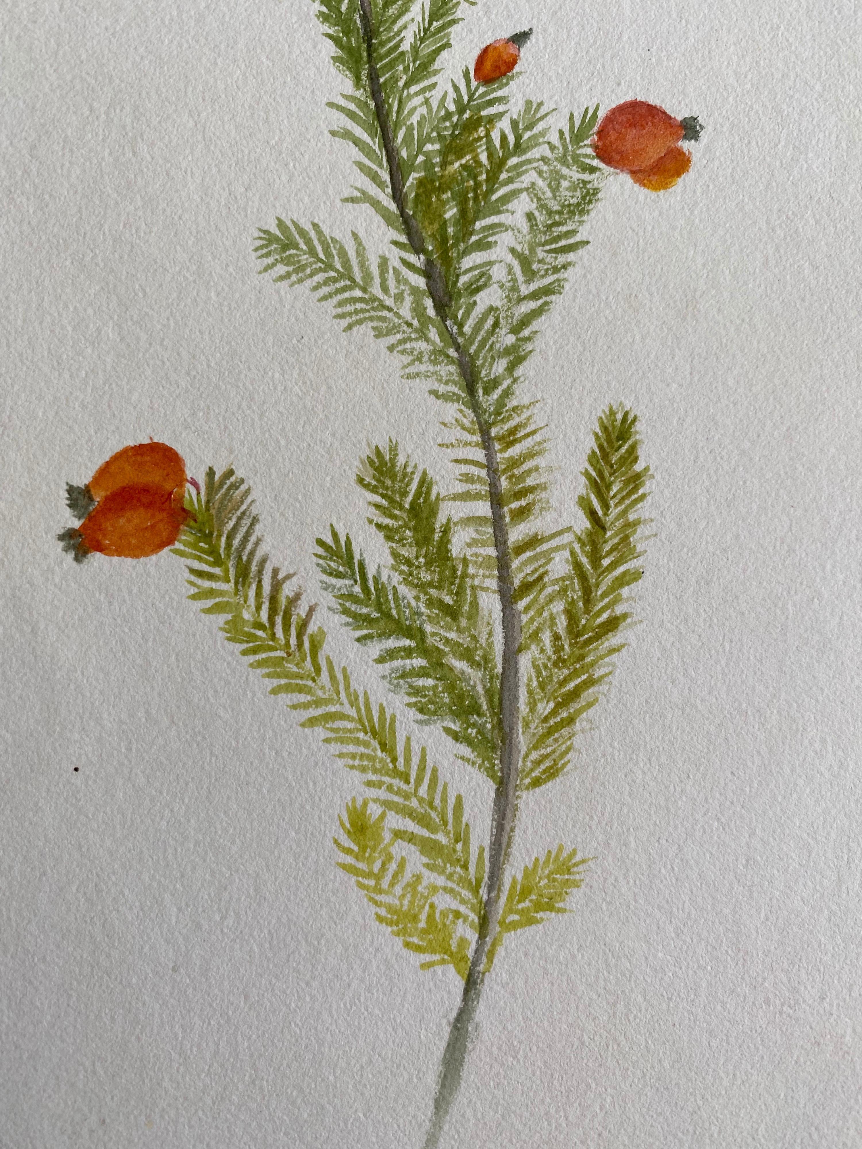 Fine Antique British Botannical Watercolour Painting, circa 1900's For Sale 1