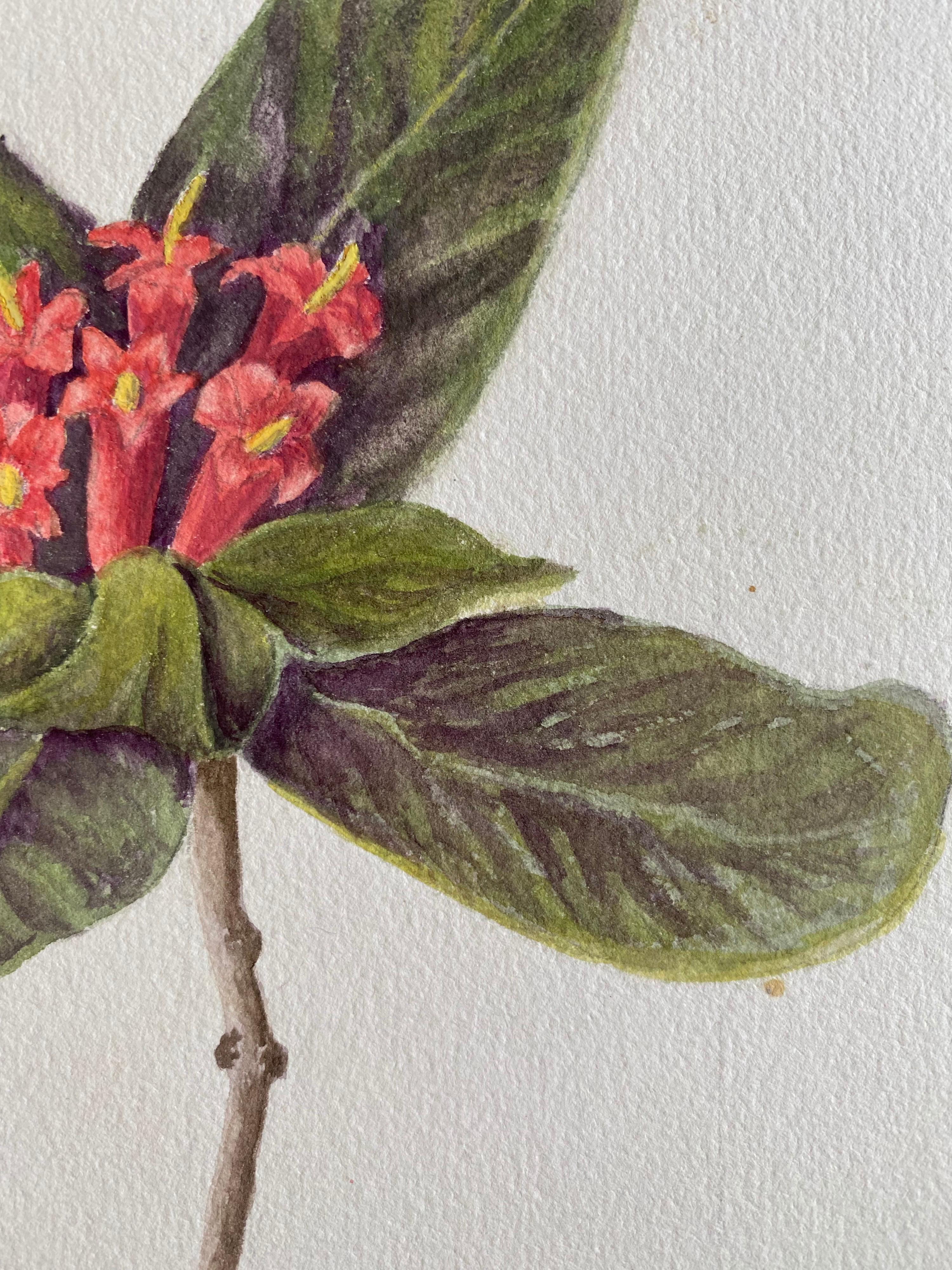 Une très belle aquarelle botanique anglaise ancienne représentant cette magnifique représentation d'une fleur/plante. L'œuvre nous est parvenue d'une collection privée du Surrey, en Angleterre, et faisait partie d'un album d'œuvres rassemblées par