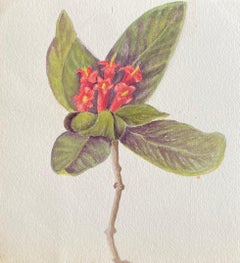 Raffinato acquerello botanico di Antique British, del 1900 circa