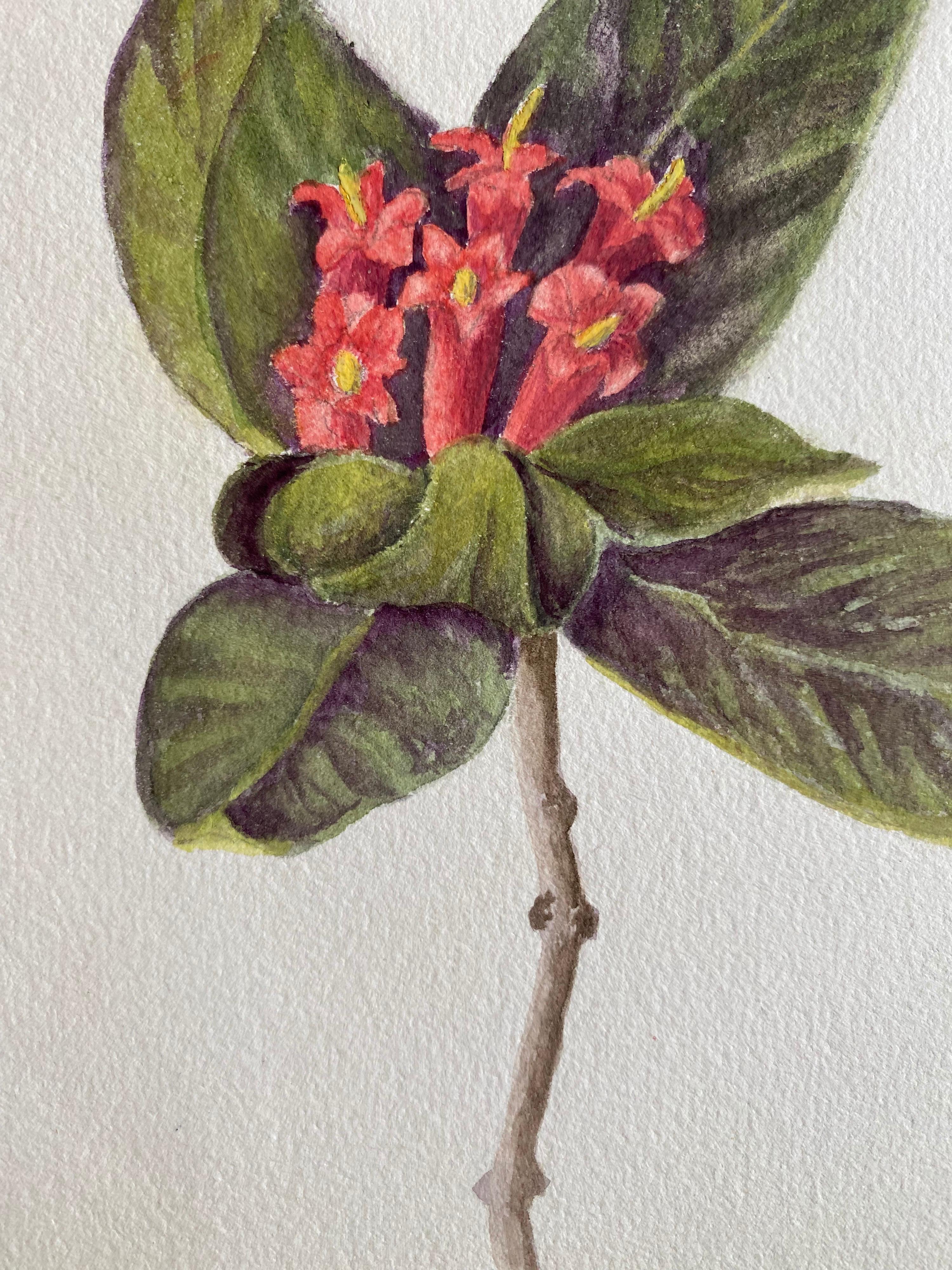 Belle aquarelle botanique britannique ancienne, vers 1900 - Gris Still-Life par Unknown