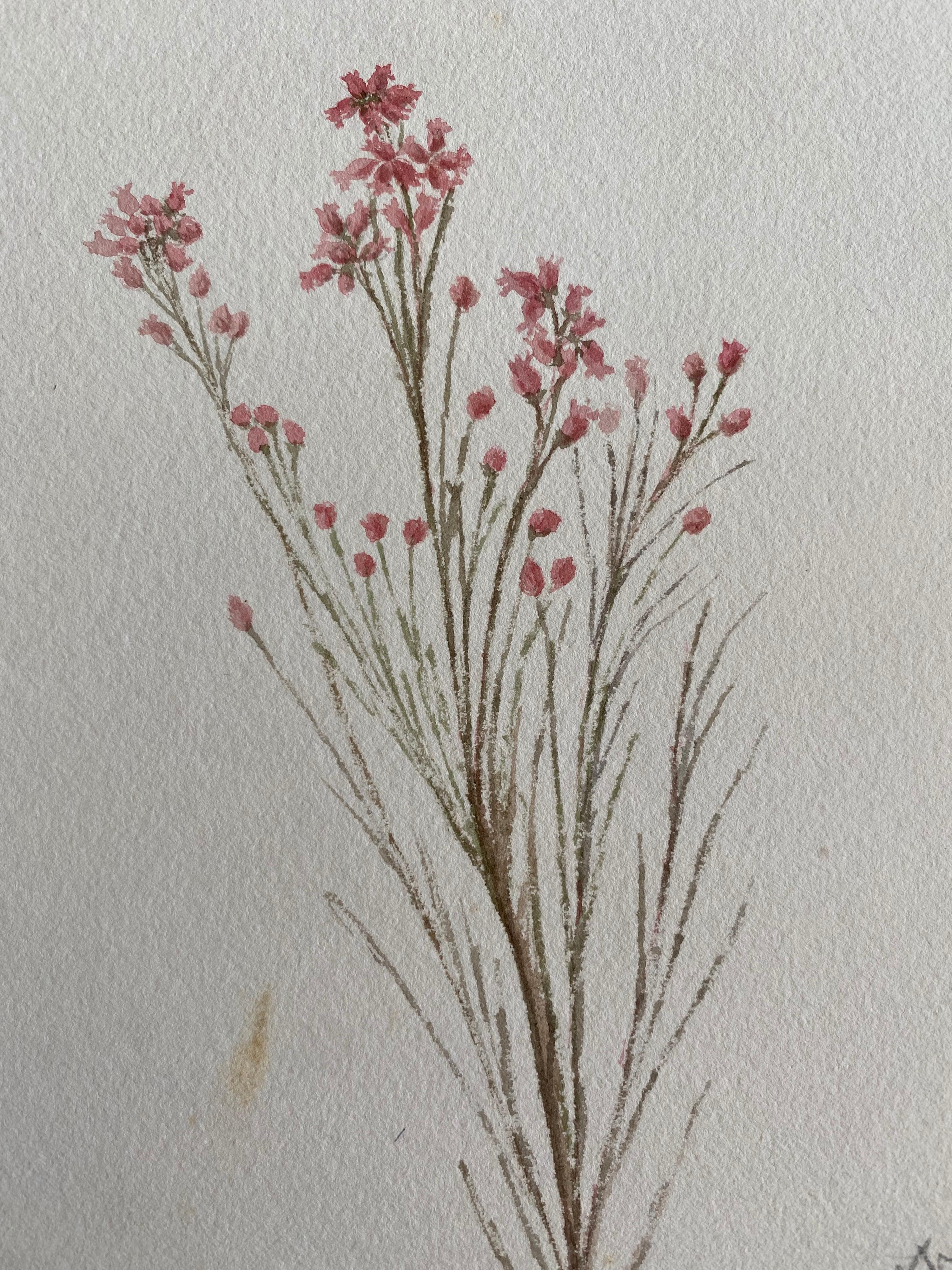 Belle aquarelle botanique britannique ancienne, vers 1900 - Art de Unknown