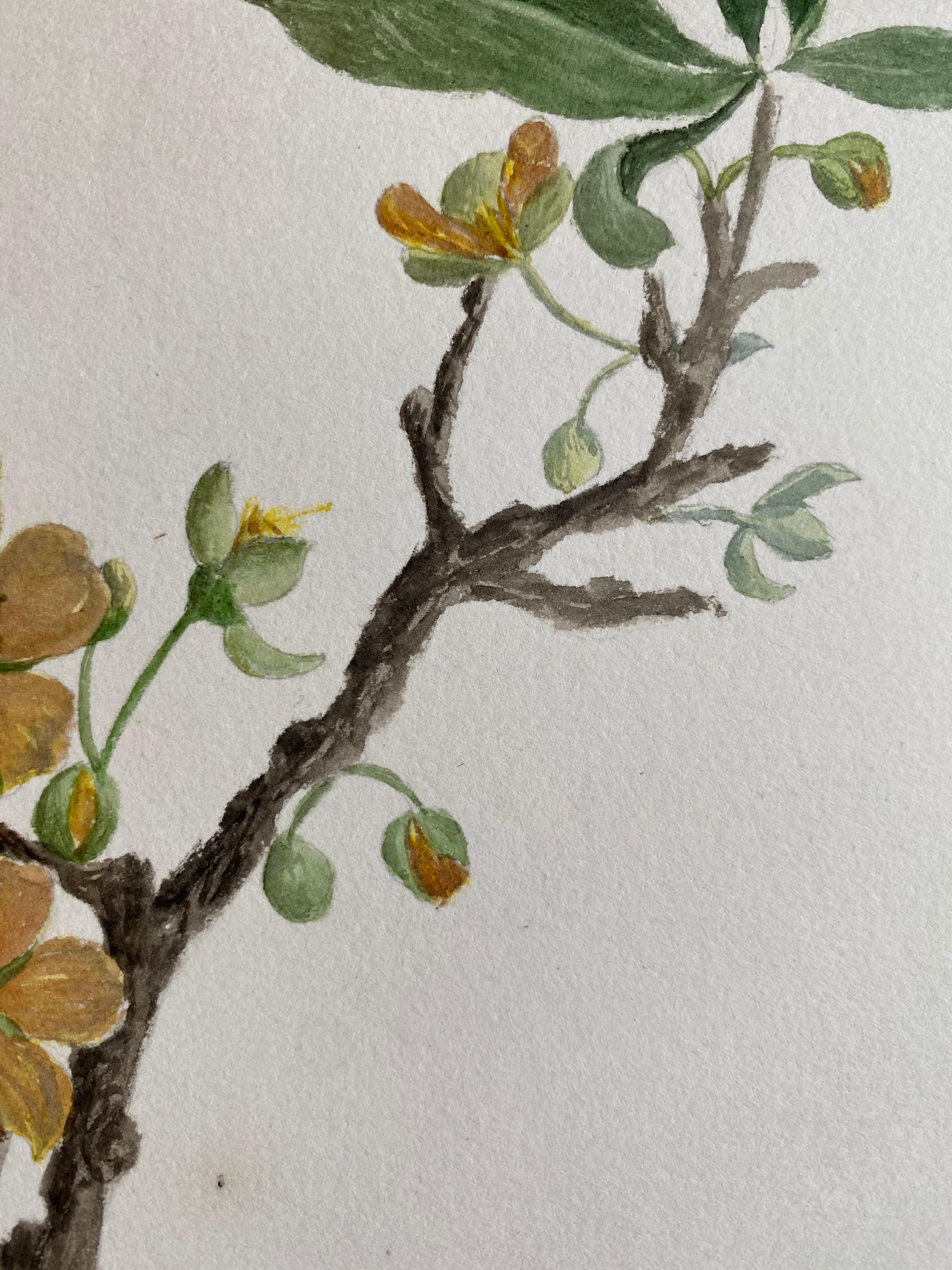 Une très belle aquarelle botanique anglaise ancienne représentant cette magnifique représentation d'une fleur/plante. L'œuvre nous est parvenue d'une collection privée du Surrey, en Angleterre, et faisait partie d'un album d'œuvres rassemblées par