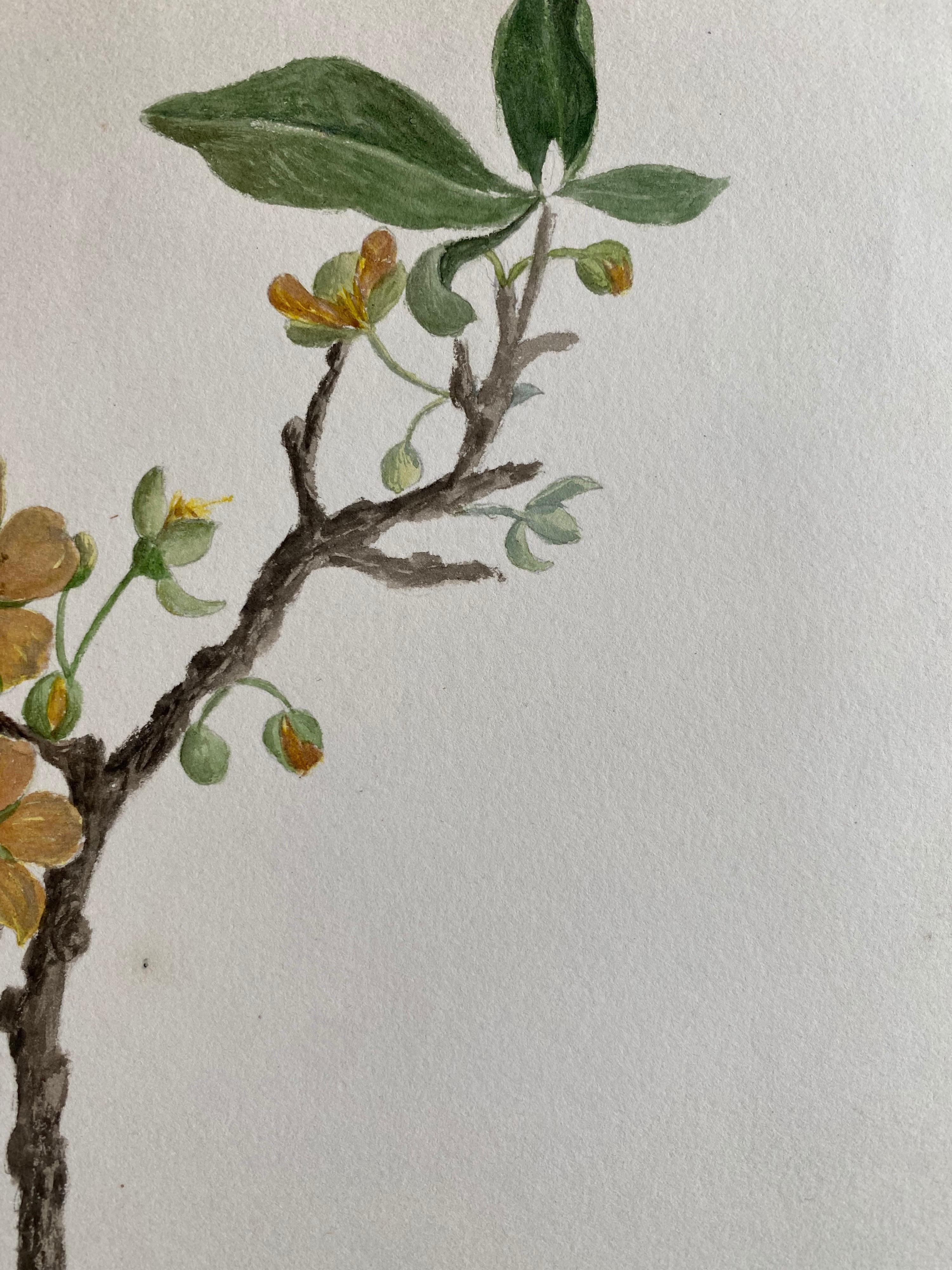 Belle aquarelle botanique britannique ancienne, vers 1900 - Art de Unknown