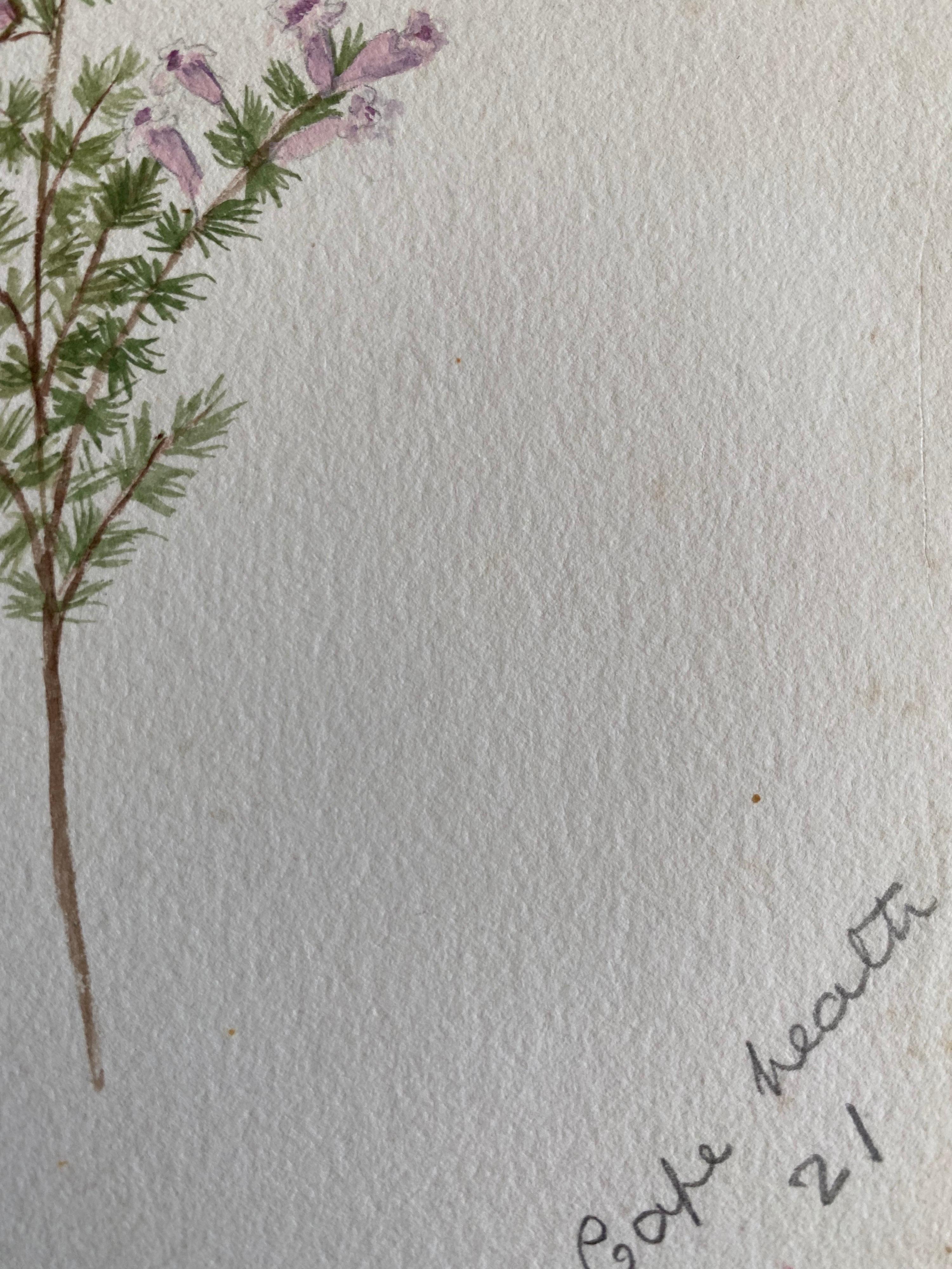 Belle aquarelle botanique britannique ancienne, vers 1900 - Gris Still-Life par Unknown