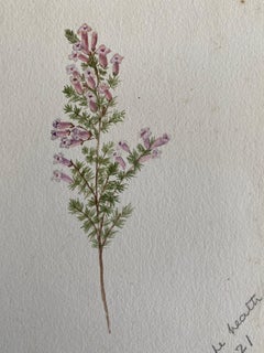 Pintura Botánica Antigua Británica a la Acuarela, circa 1900's