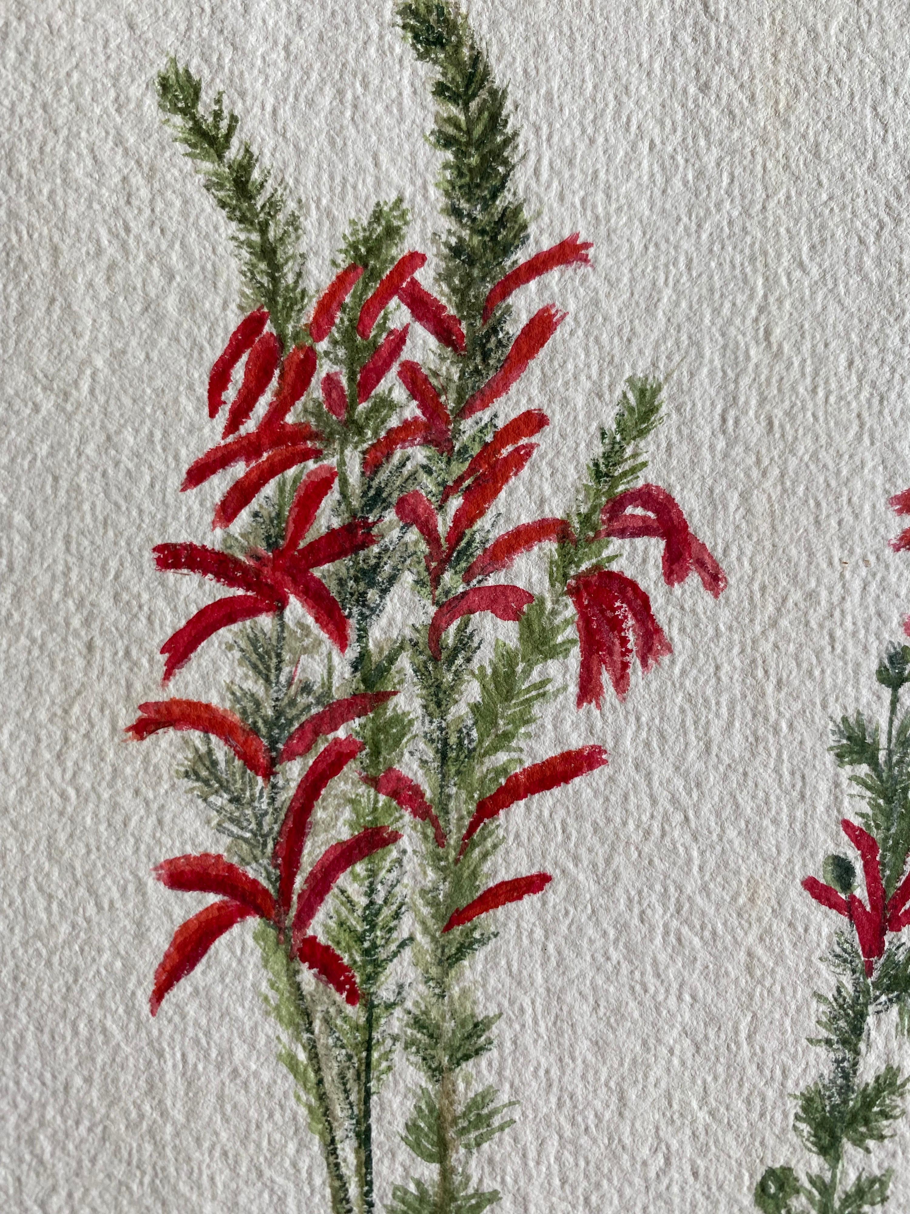 Une très belle aquarelle botanique anglaise ancienne représentant cette magnifique représentation d'une fleur/plante. L'œuvre nous est parvenue d'une collection privée du Surrey, en Angleterre, et faisait partie d'un album d'œuvres rassemblées par