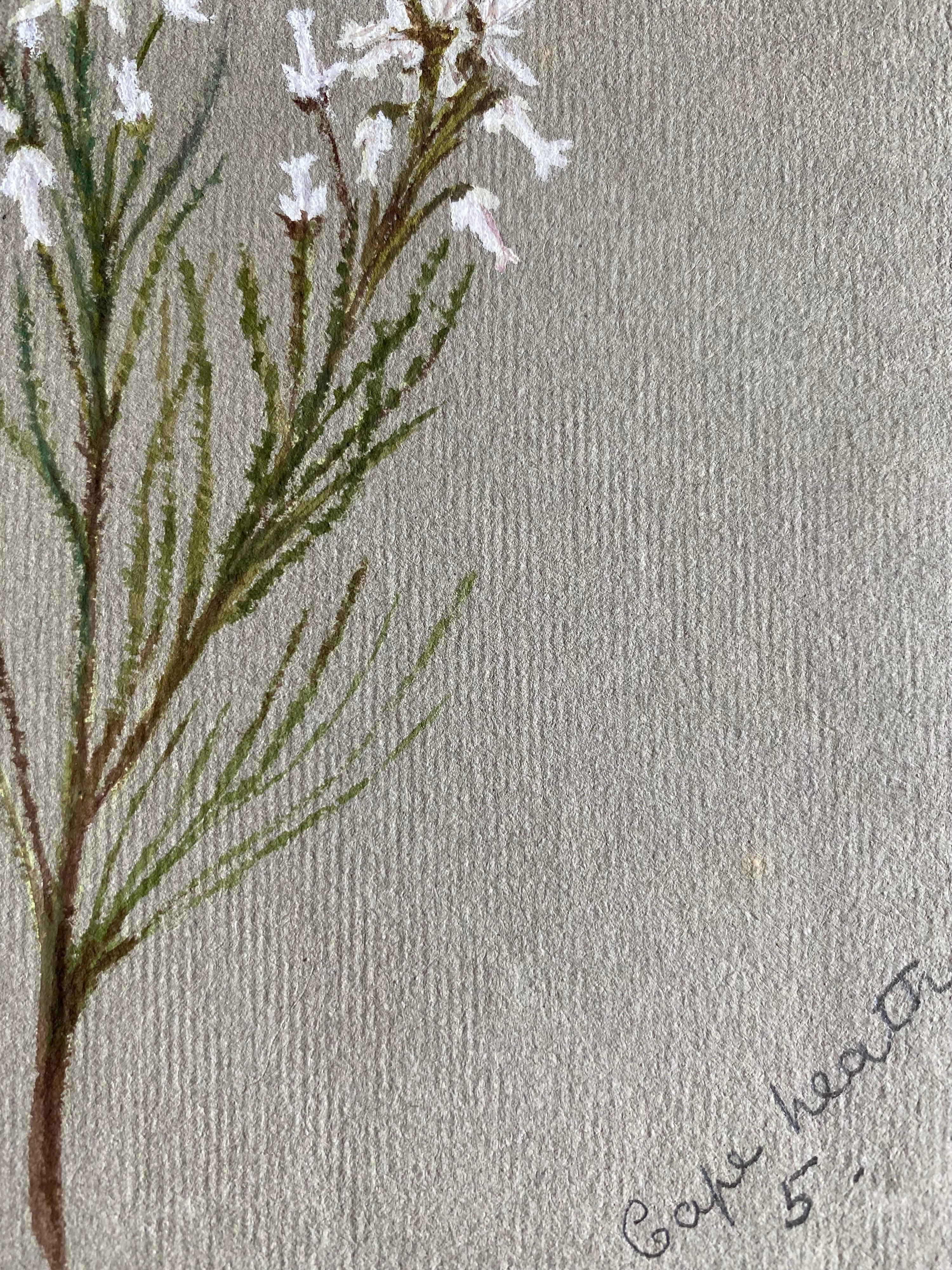 Belle aquarelle botanique britannique ancienne, vers 1900 - Beige Still-Life par Unknown