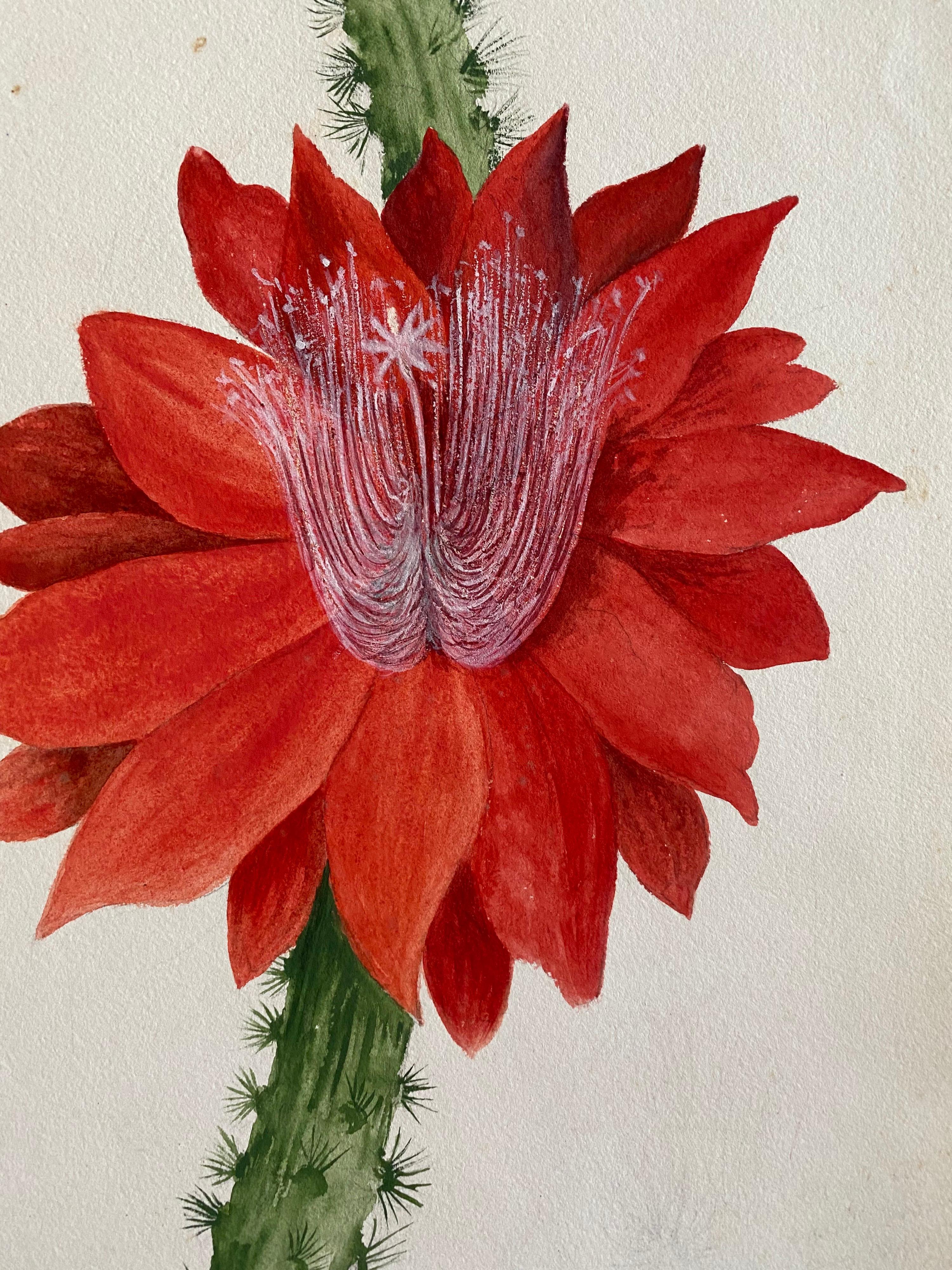 Belle aquarelle botanique britannique ancienne, circa 1900 Fleur rouge - Art de Unknown