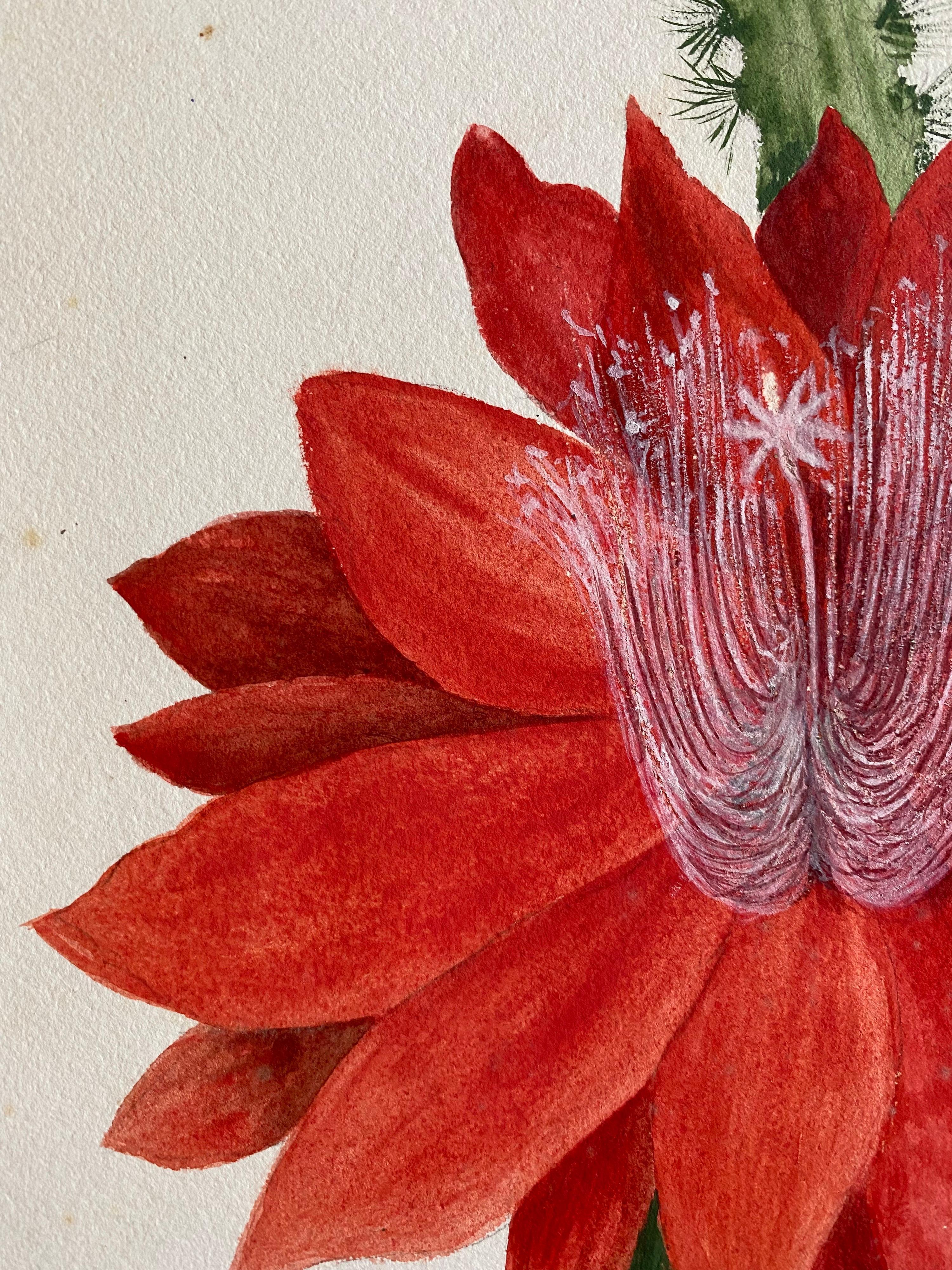 Belle aquarelle botanique britannique ancienne, circa 1900 Fleur rouge - Victorien Art par Unknown