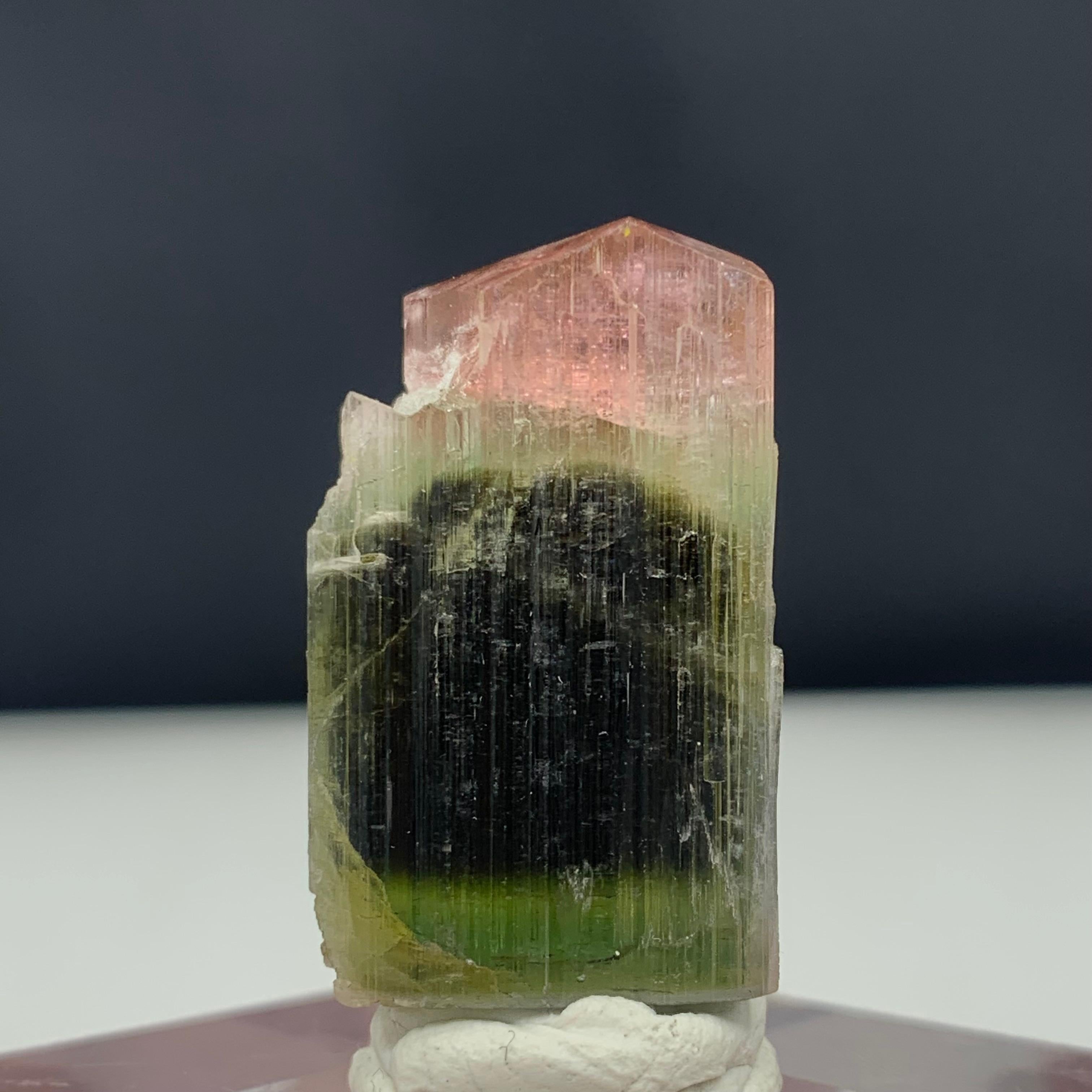 65,80 Karat Glamouröser dreifarbiger Turmalin-Kristall aus Pakistan (Adamstil) im Angebot