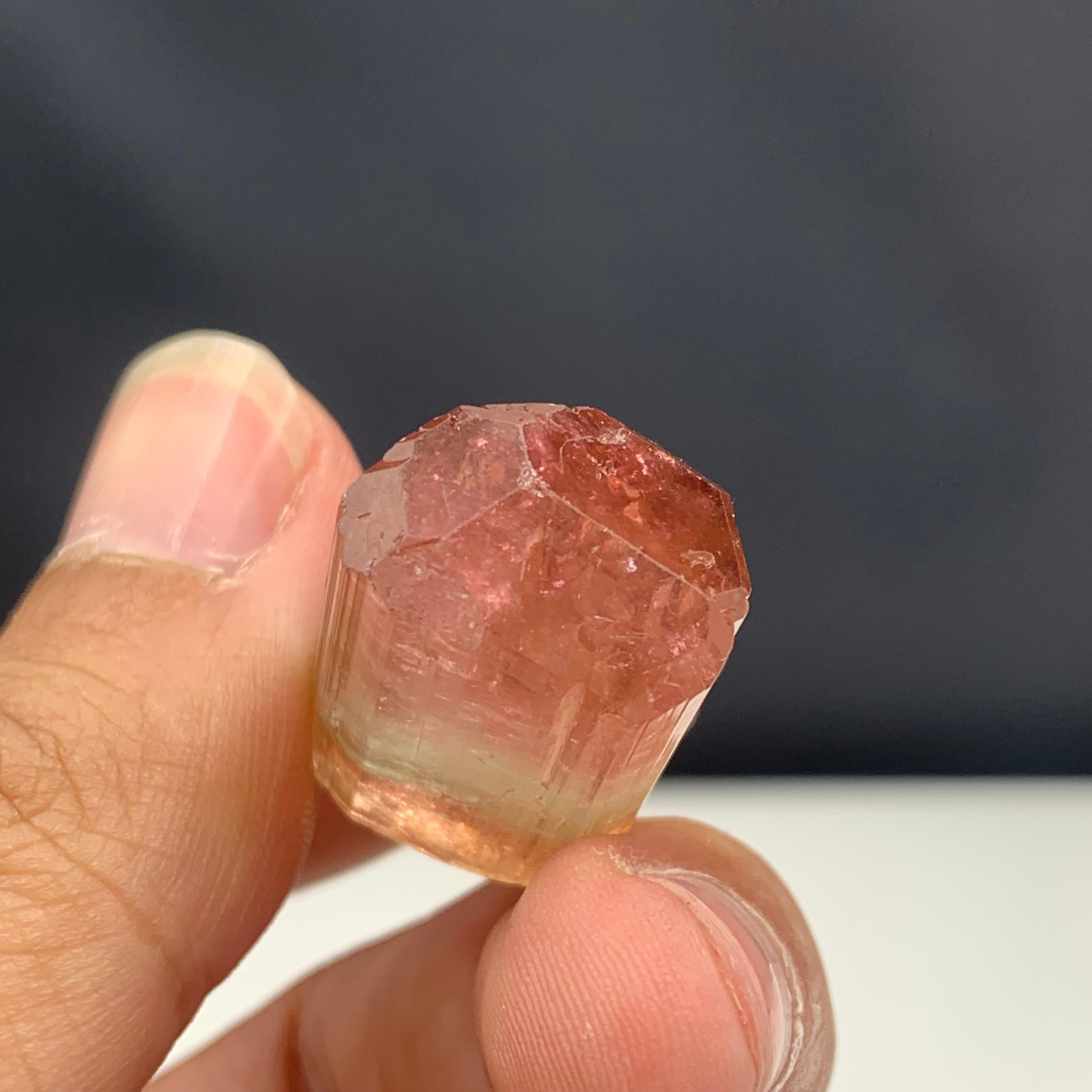 Autre Attrayant cristal de tourmaline bicolore de 66,10 carats d'Afghanistan en vente
