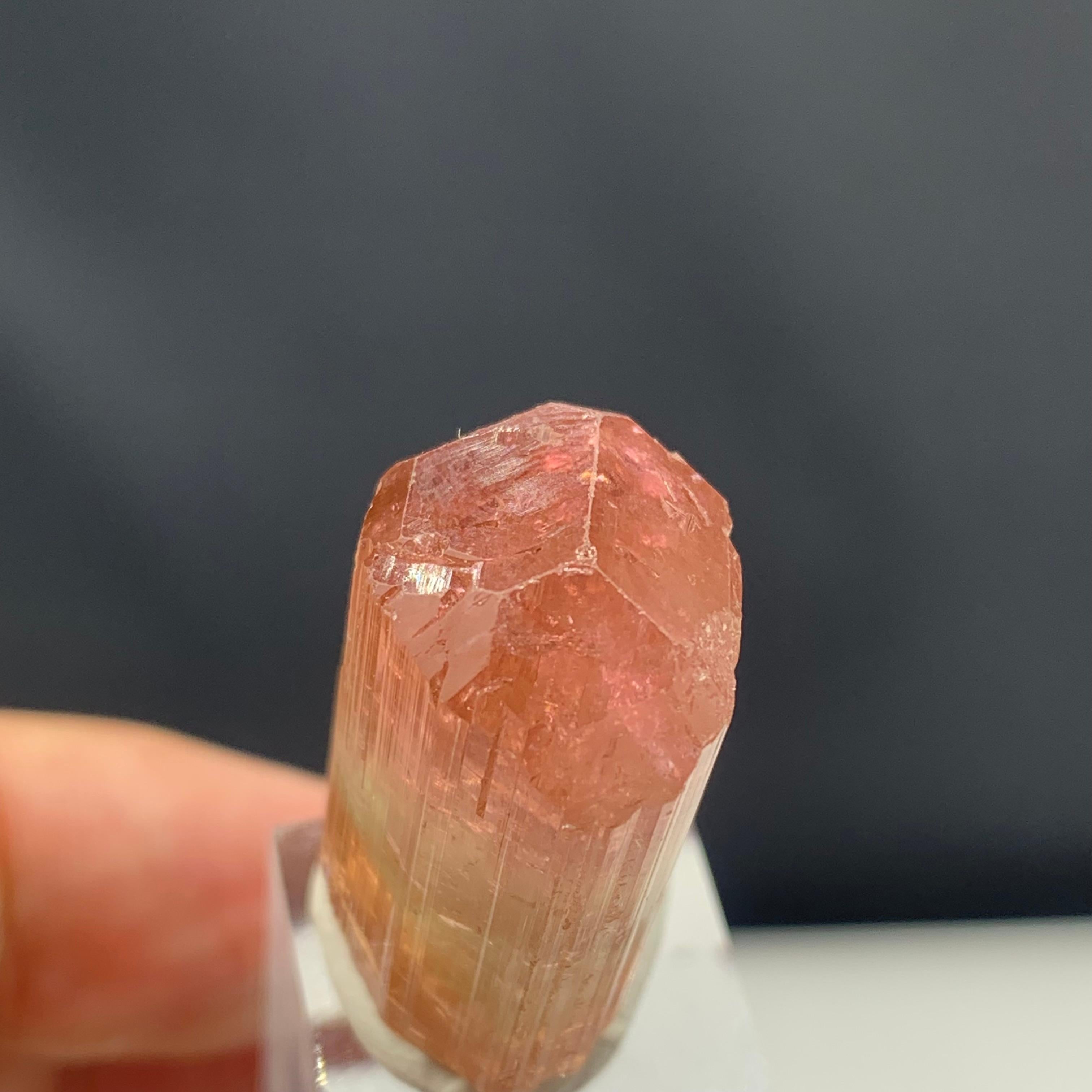 Rock Crystal 66.10 Carat Attractive Bi Color Tourmaline Crystal from Afghanistan For Sale