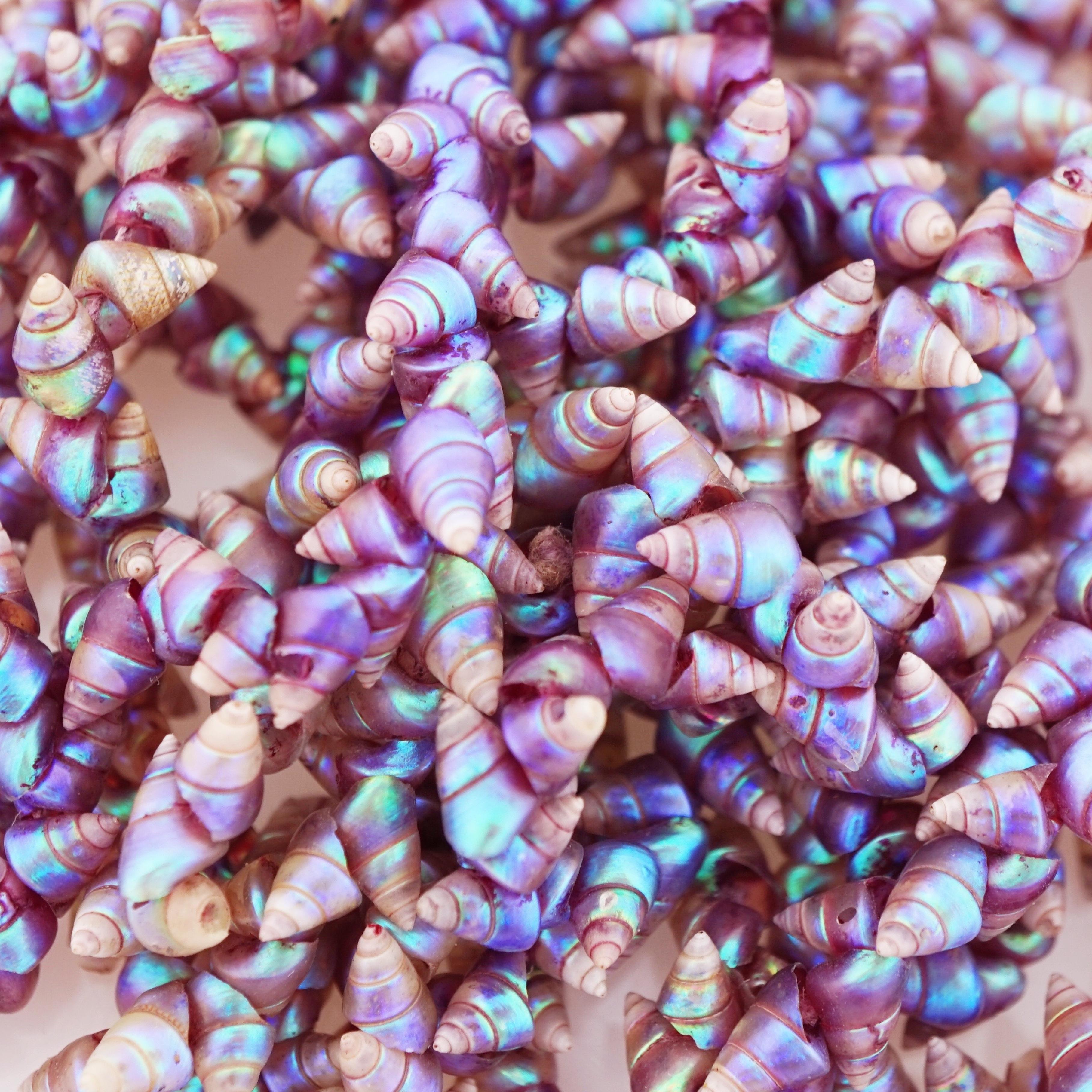 tasmanian shell necklace