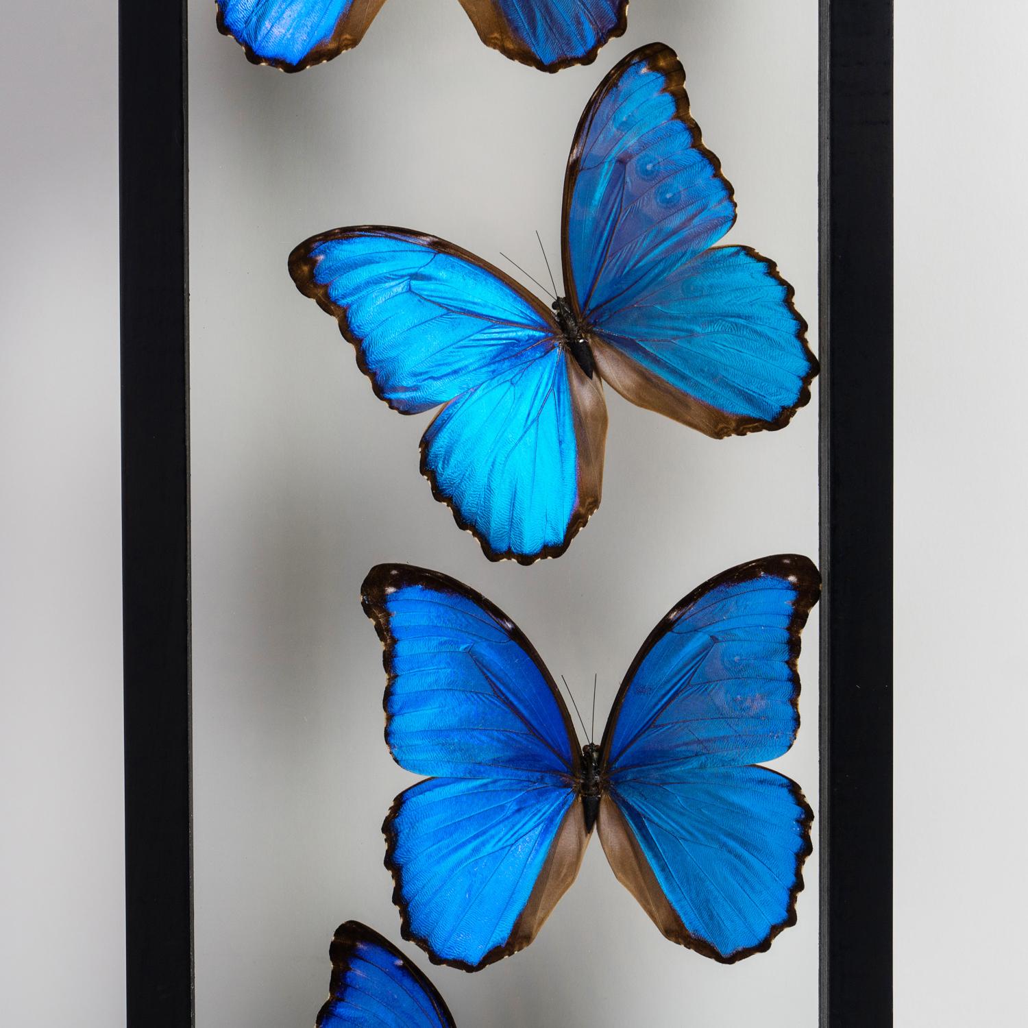 Peruvian 7 Real Morpho Butterflies Specimen in Display Frame