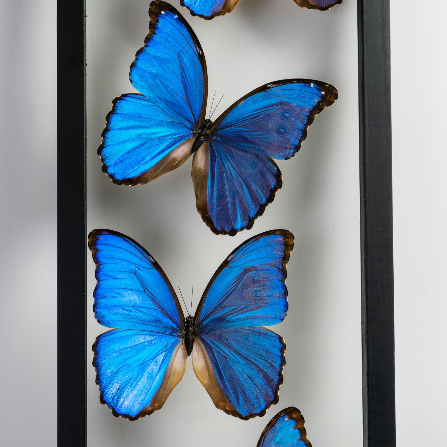7 Real Morpho Butterflies Specimen in Display Frame In Excellent Condition In New York, NY