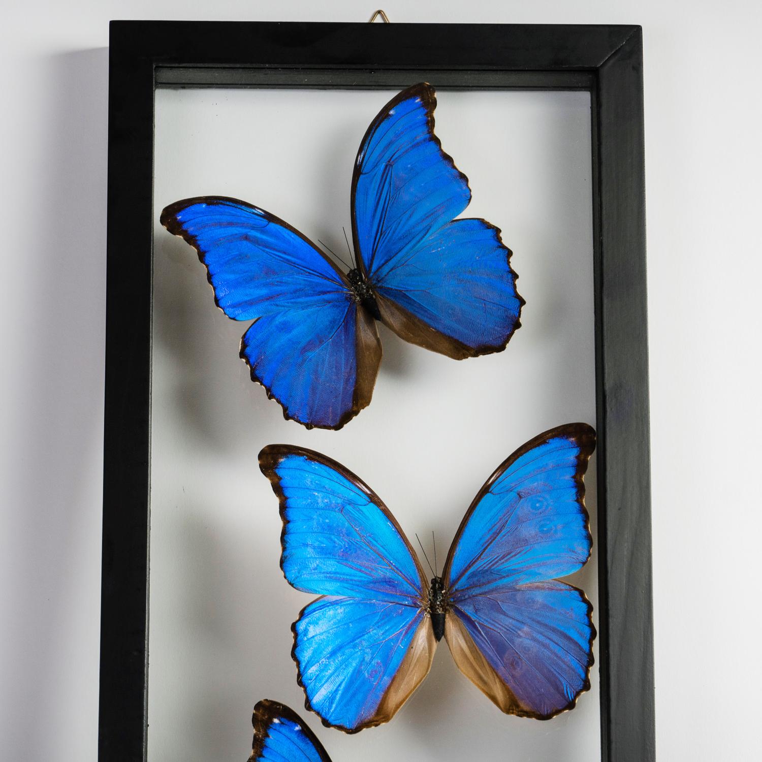 Contemporary 7 Real Morpho Butterflies Specimen in Display Frame