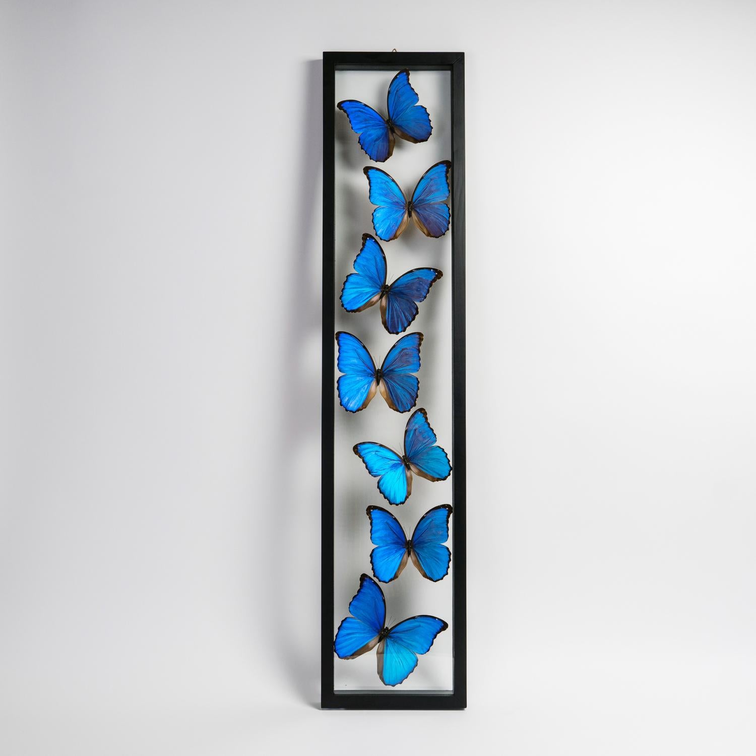 Acrylic 7 Real Morpho Butterflies Specimen in Display Frame