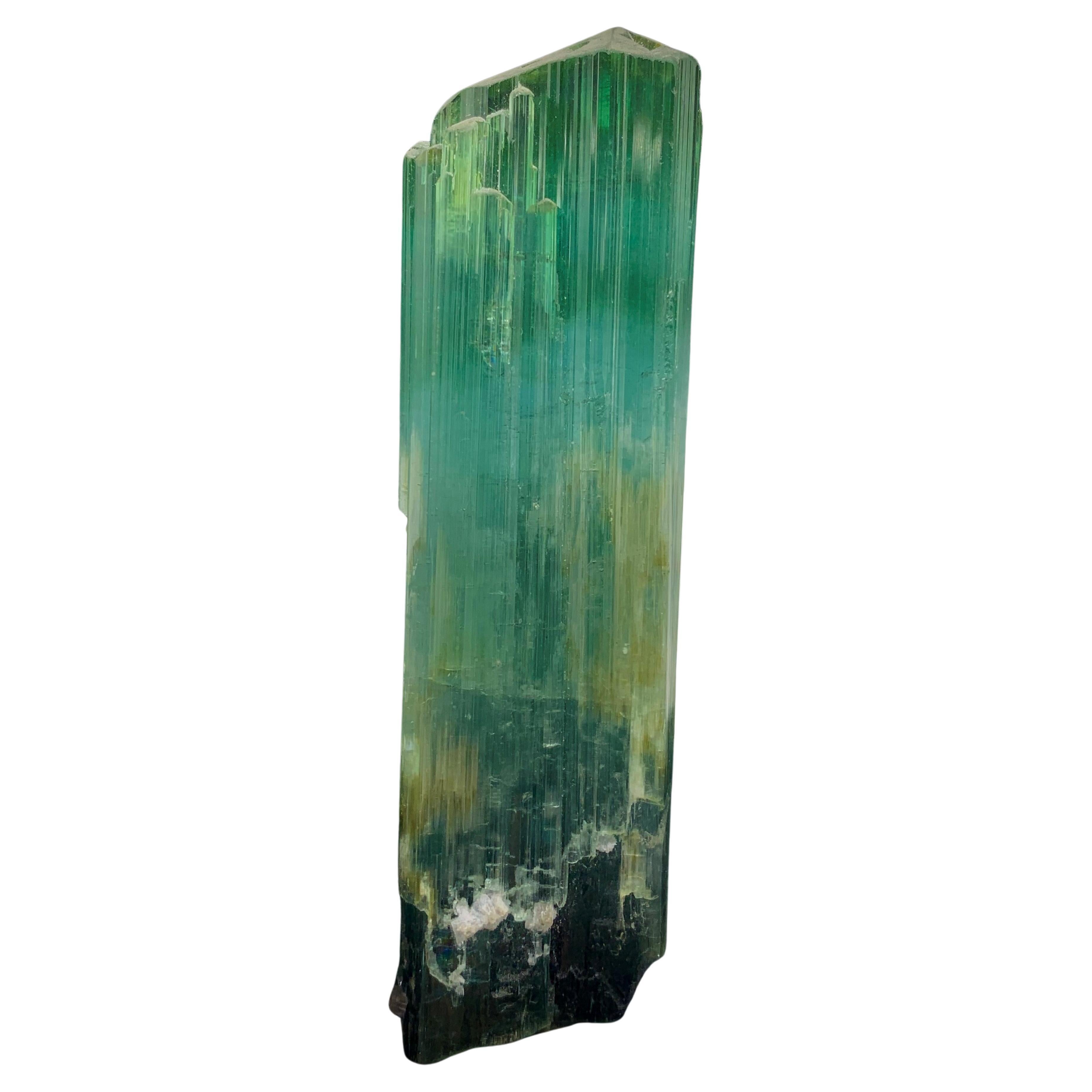 Superbe cristal de tourmaline tricolore provenant d'Afghanistan, 71.56 grammes 