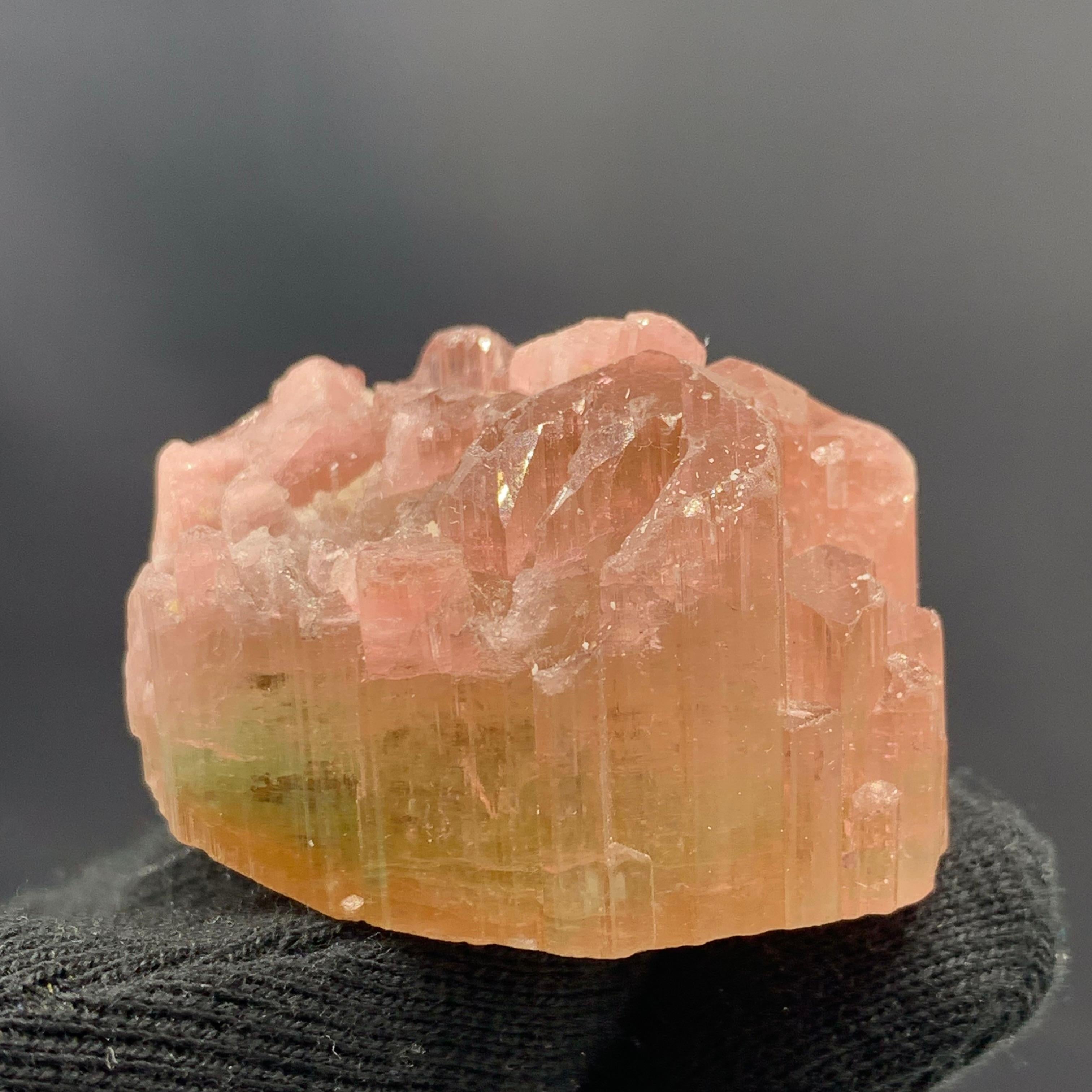 71.95 Gram Beautiful Tri Color Tourmaline Crystal From Paprook Mine Afghanistan 

Weight: 71.95 Gram
Dimension: 2.9 x 4.3 x 3.5 Cm
Origin: Paprook Mine, Afghanistan 

Tourmaline is a crystalline silicate mineral group in which boron is compounded