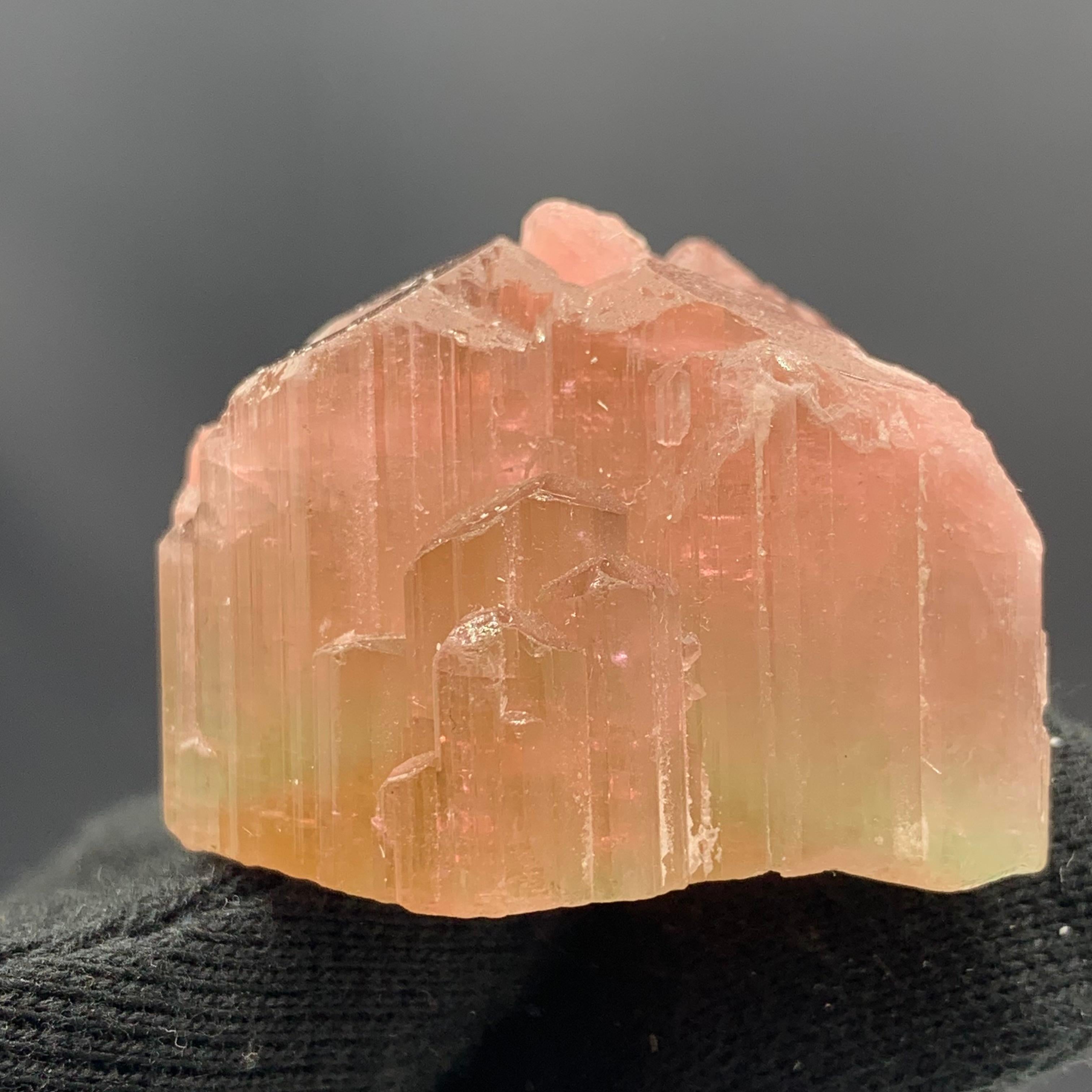 71.95 Gram Beautiful Tri Color Tourmaline Crystal From Paprook Mine Afghanistan  In Good Condition For Sale In Peshawar, PK