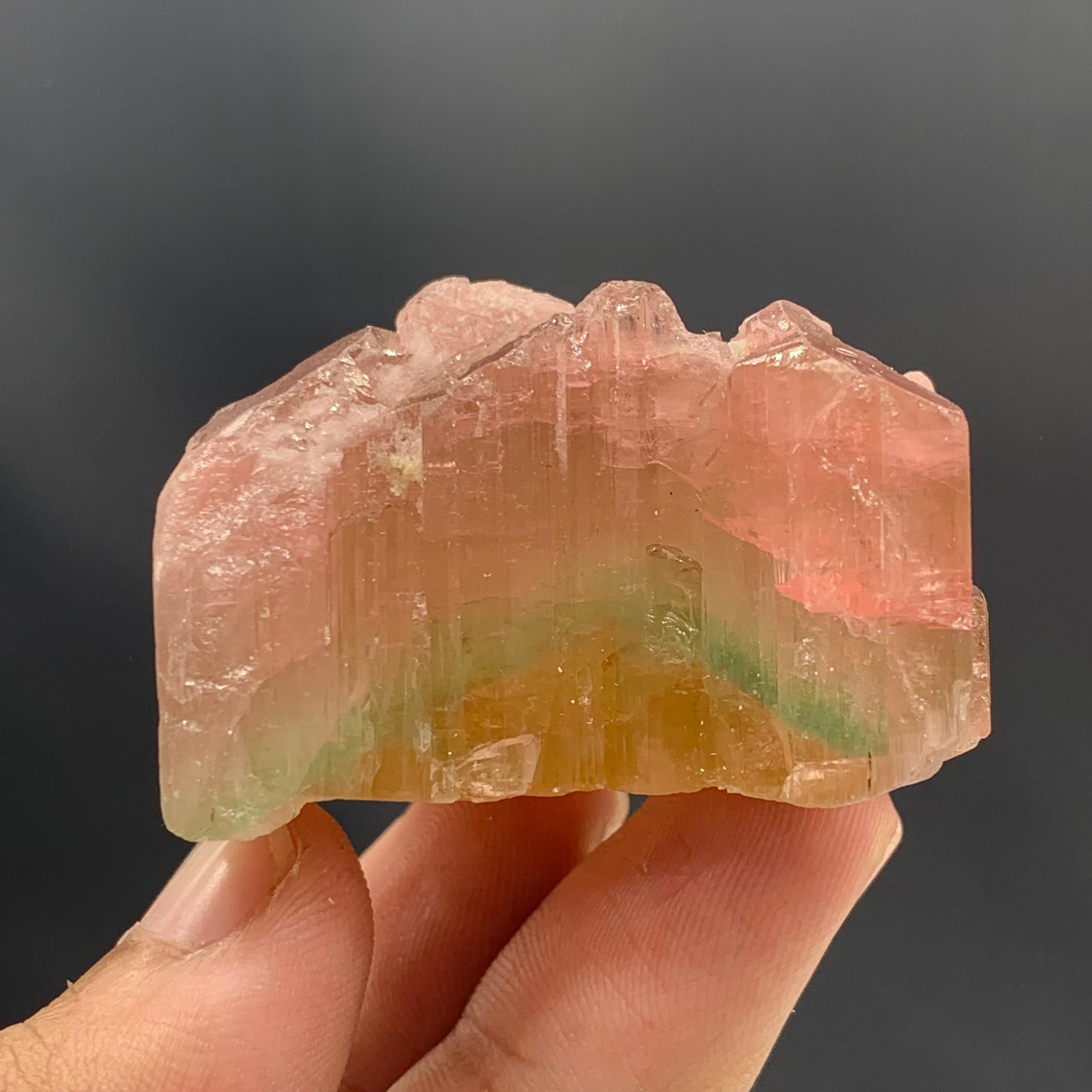 71.95 Gram Beautiful Tri Color Tourmaline Crystal From Paprook Mine Afghanistan  For Sale 1