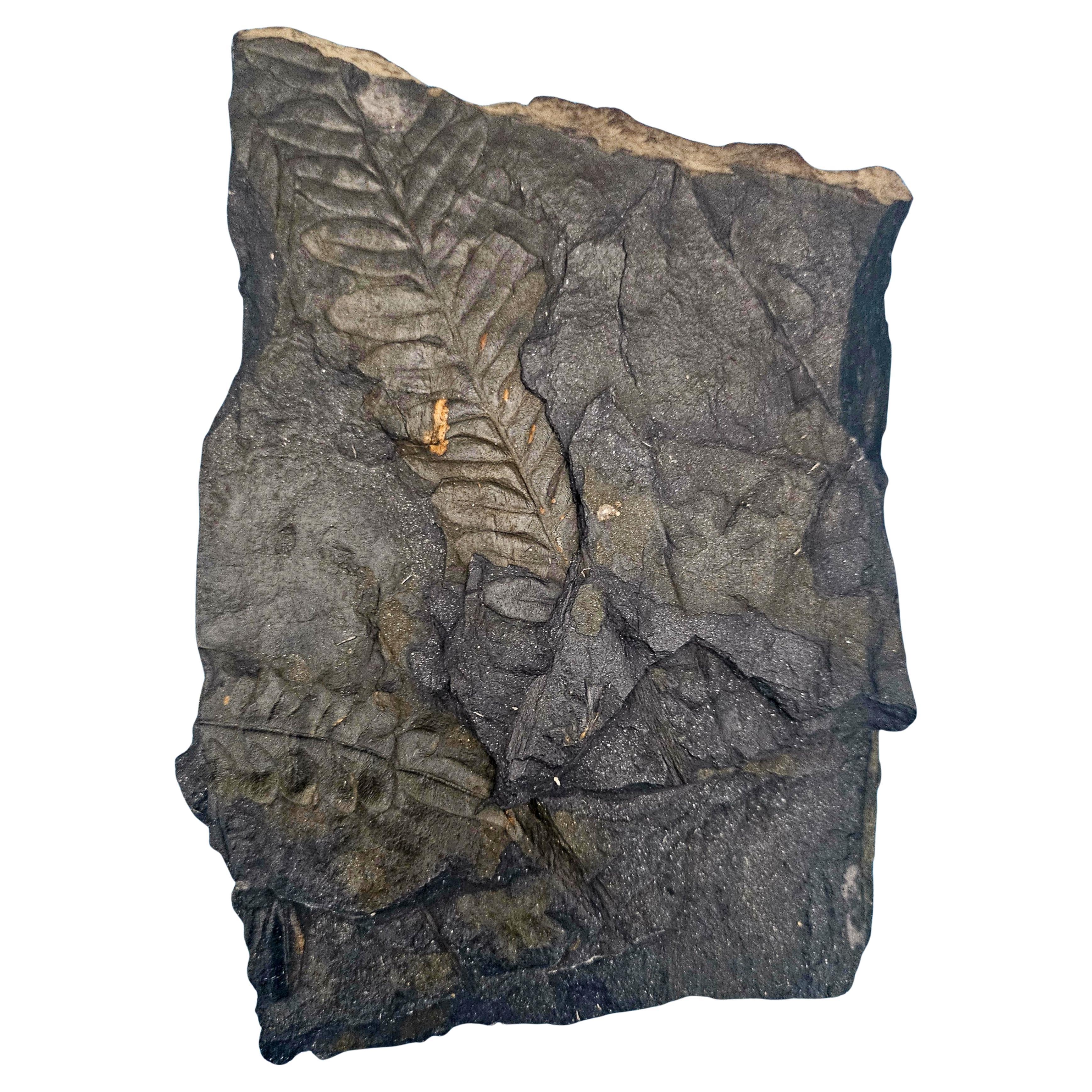 7.5" Alethopteris Species Natural Tree Fern Fossil Specimen, 305 million yrs
