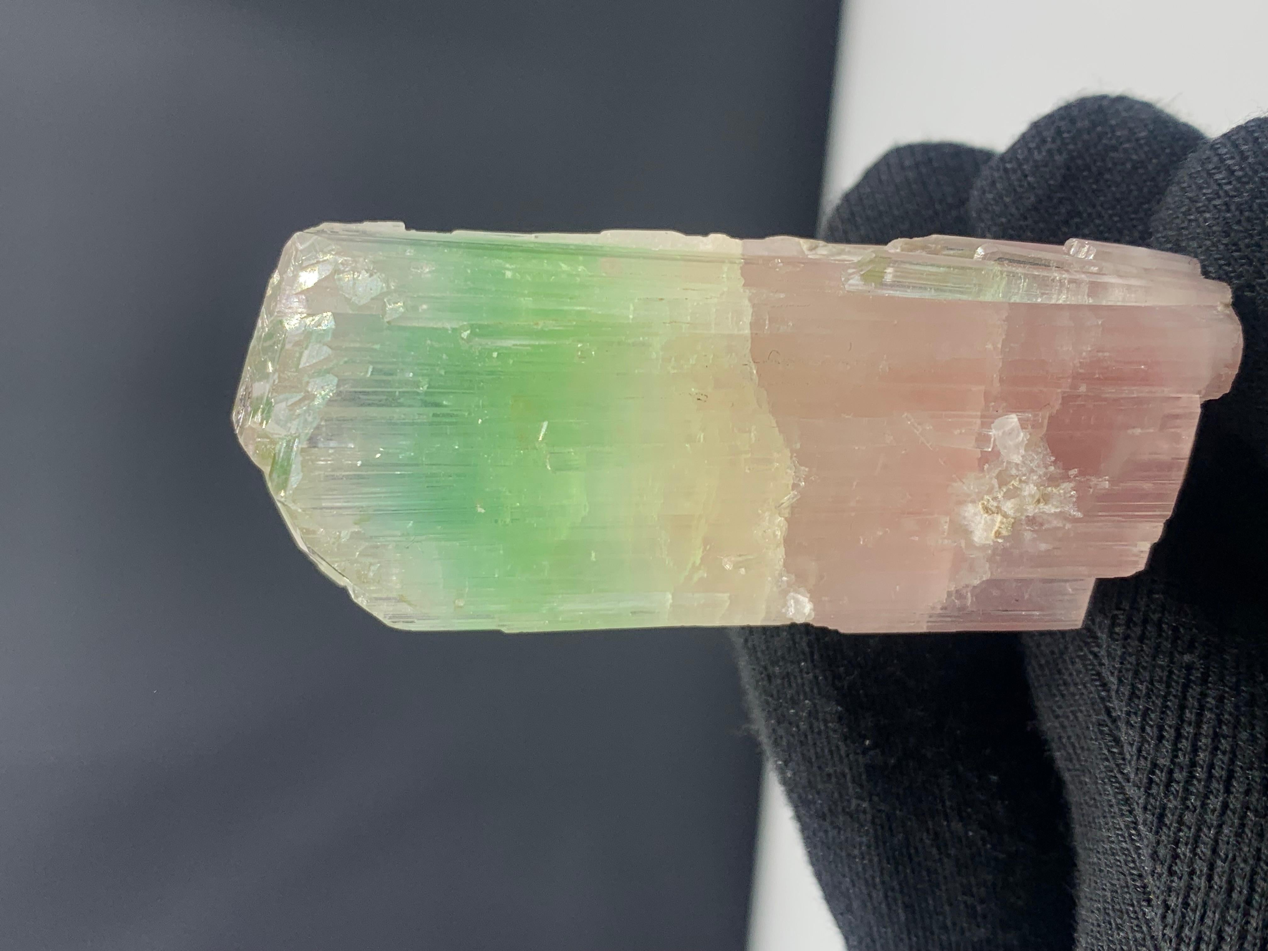 79.04 Gram Beautiful Bi Color Tourmaline Crystal from Afghanistan In Good Condition For Sale In Peshawar, PK