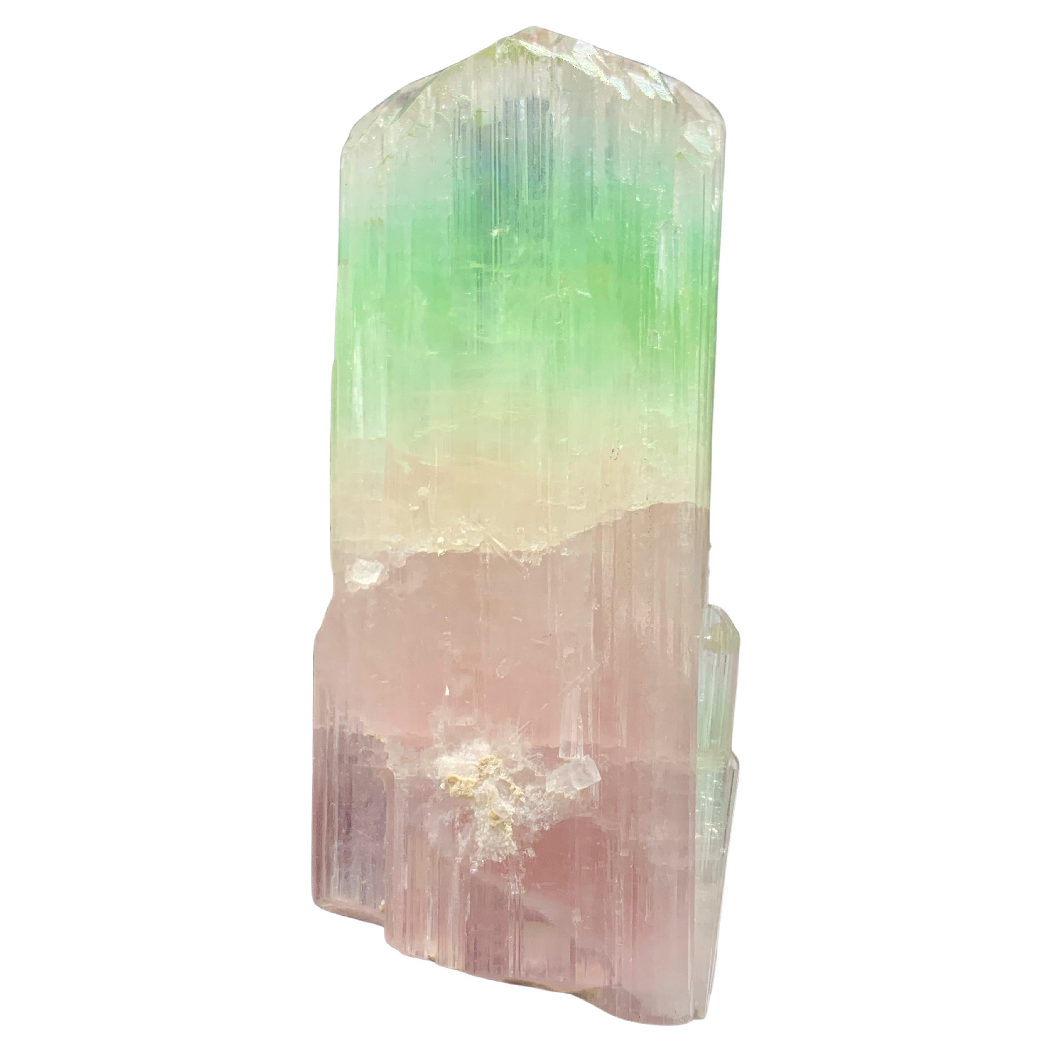 Magnifique cristal de tourmaline bicolore d'Afghanistan de 79,04 grammes 