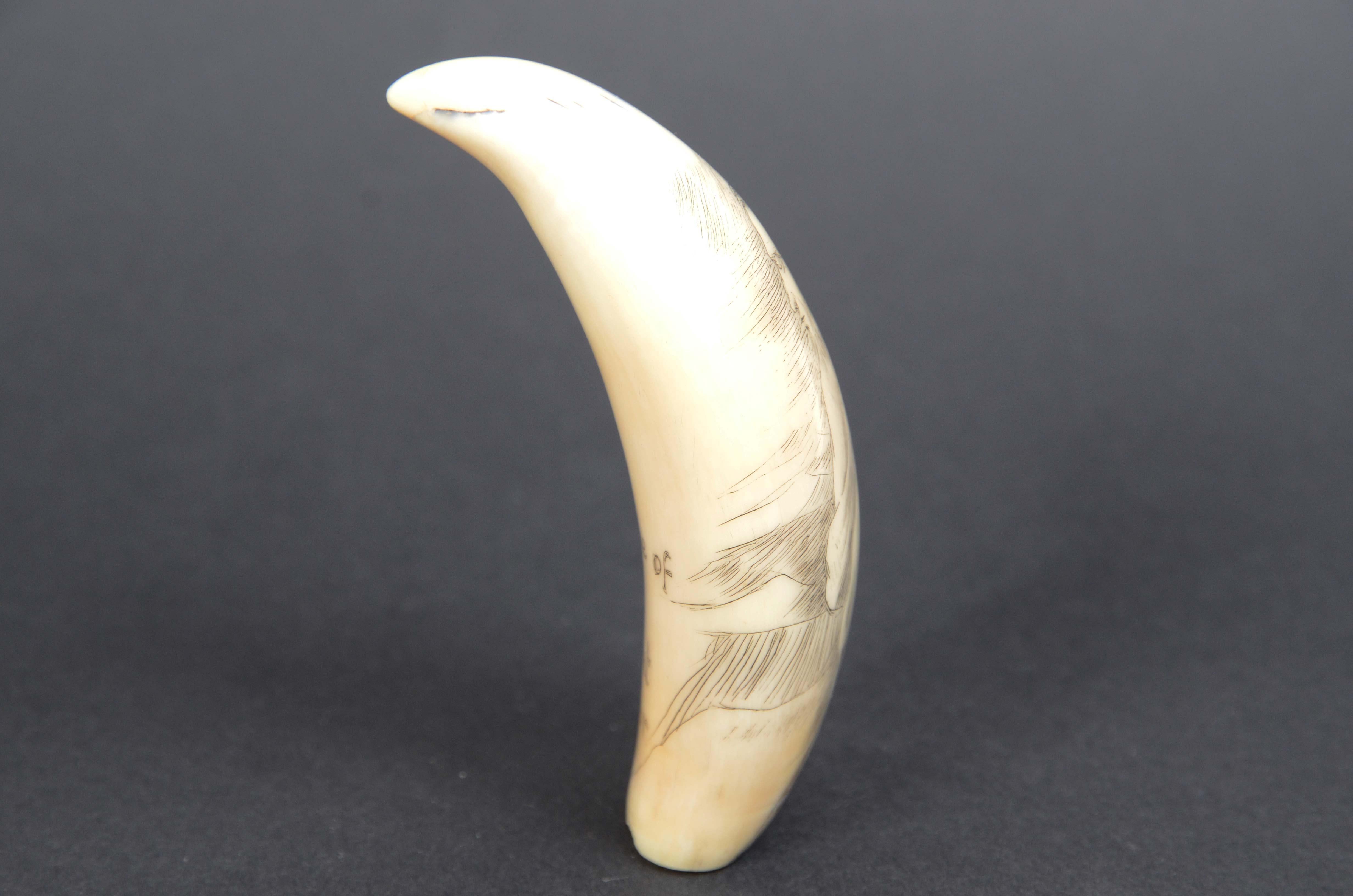7990 Scrimshaw of vertically engraved whale tooth dated around 1850 For Sale 2