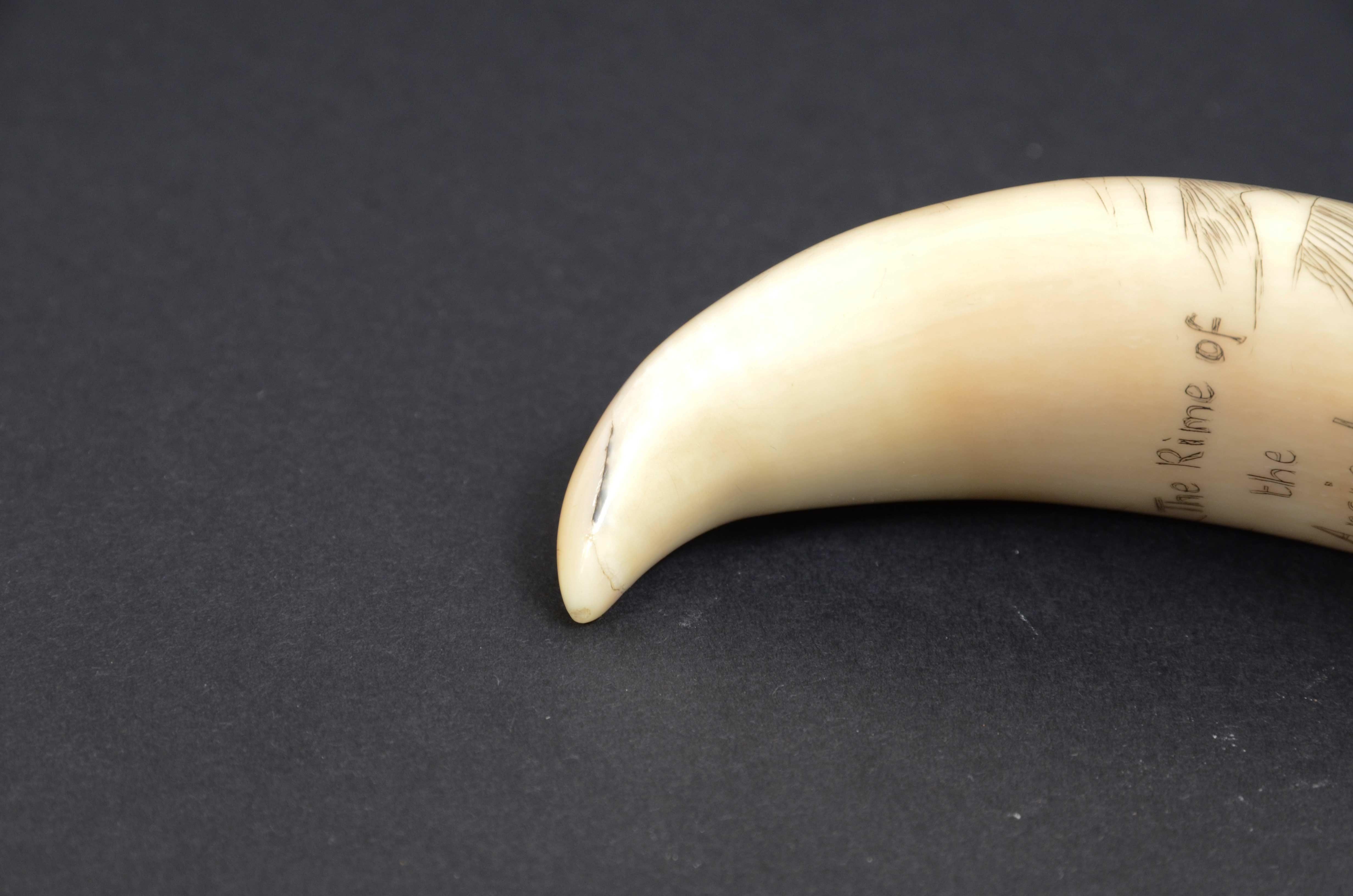 7990 Scrimshaw of vertically engraved whale tooth dated around 1850 5