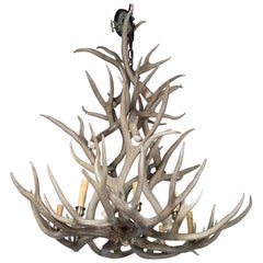 8-Light Antler Chandelier