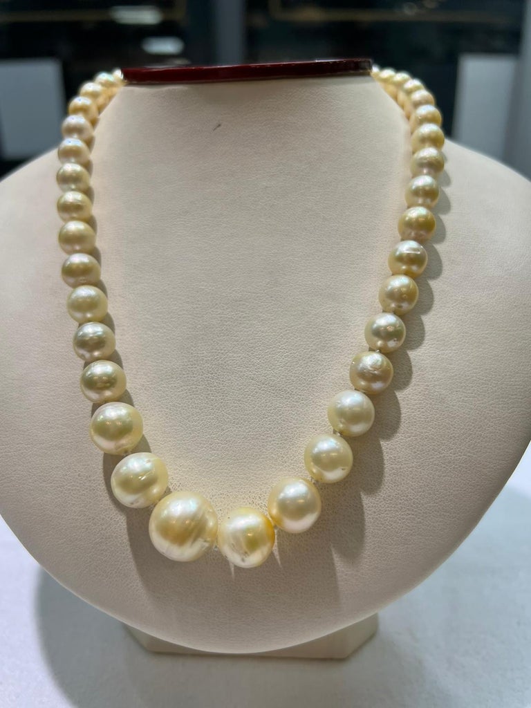 South Sea Golden Pearls with 14k Yellow Gold Clasp For Sale at 1stDibs