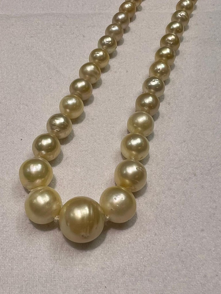 South Sea Golden Pearls with 14k Yellow Gold Clasp For Sale at 1stDibs