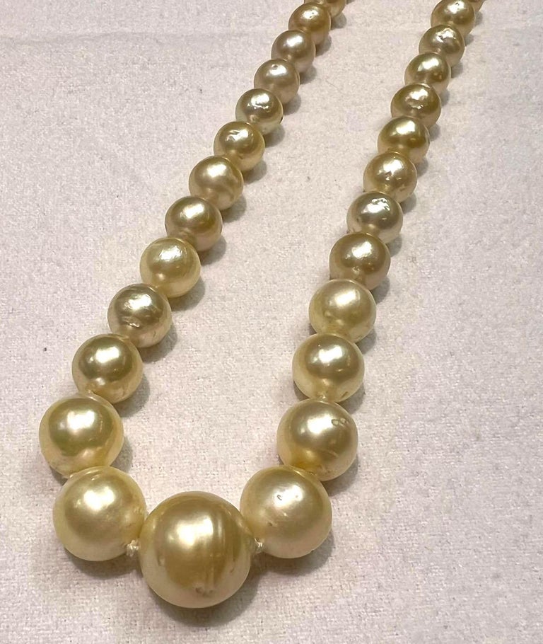 South Sea Golden Pearls with 14k Yellow Gold Clasp For Sale at 1stDibs