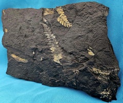 8.5" Polymorphopteris Species Natural Tree Fern Fossil Specimen, 305 million yrs