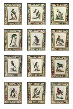 !8th-century Engraved Prints of Exotic Birds by George Edwards (12)