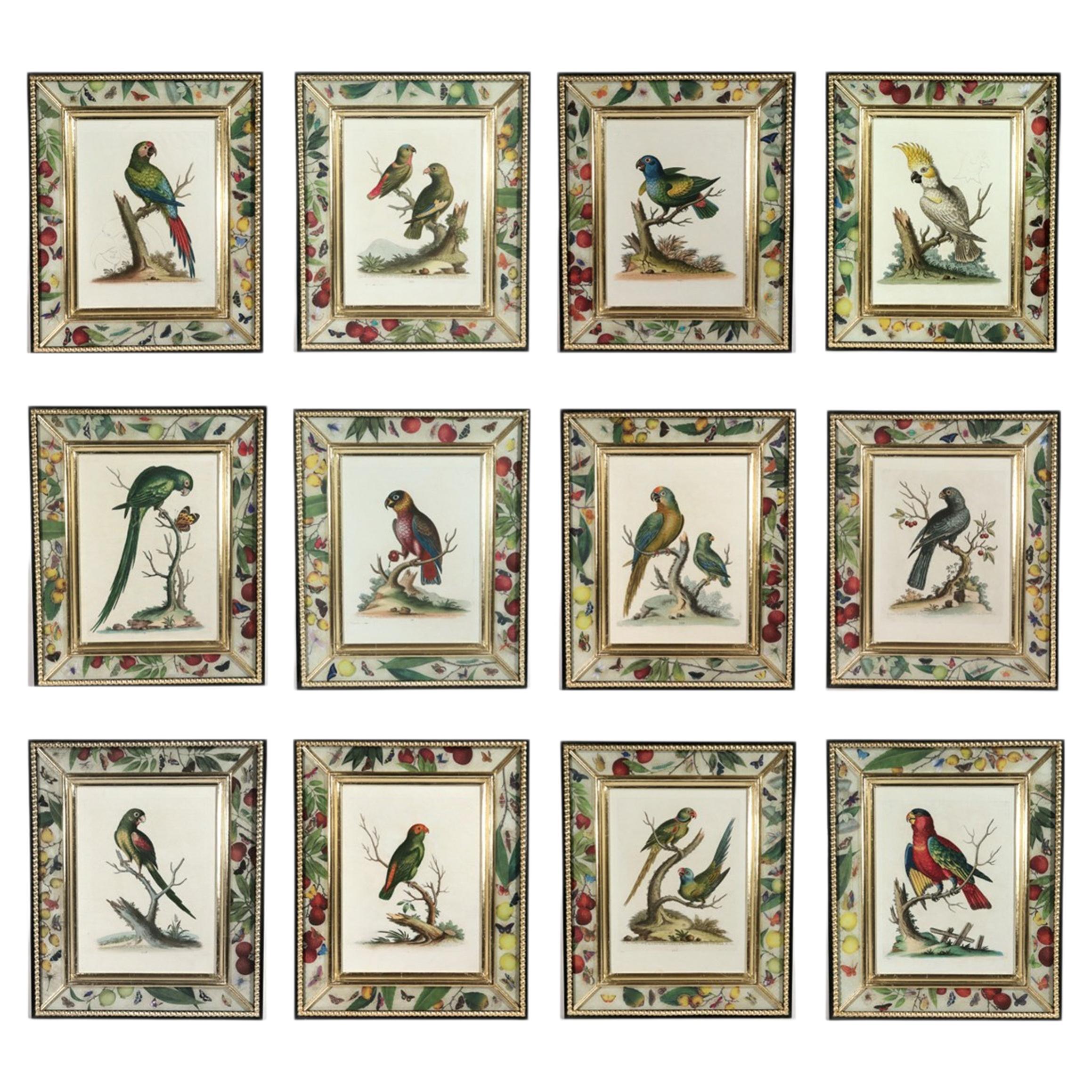 !8th-century Engraved Prints of Exotic Birds by George Edwards (12)