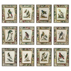 !8th-century Engraved Prints of Exotic Birds by George Edwards (12)