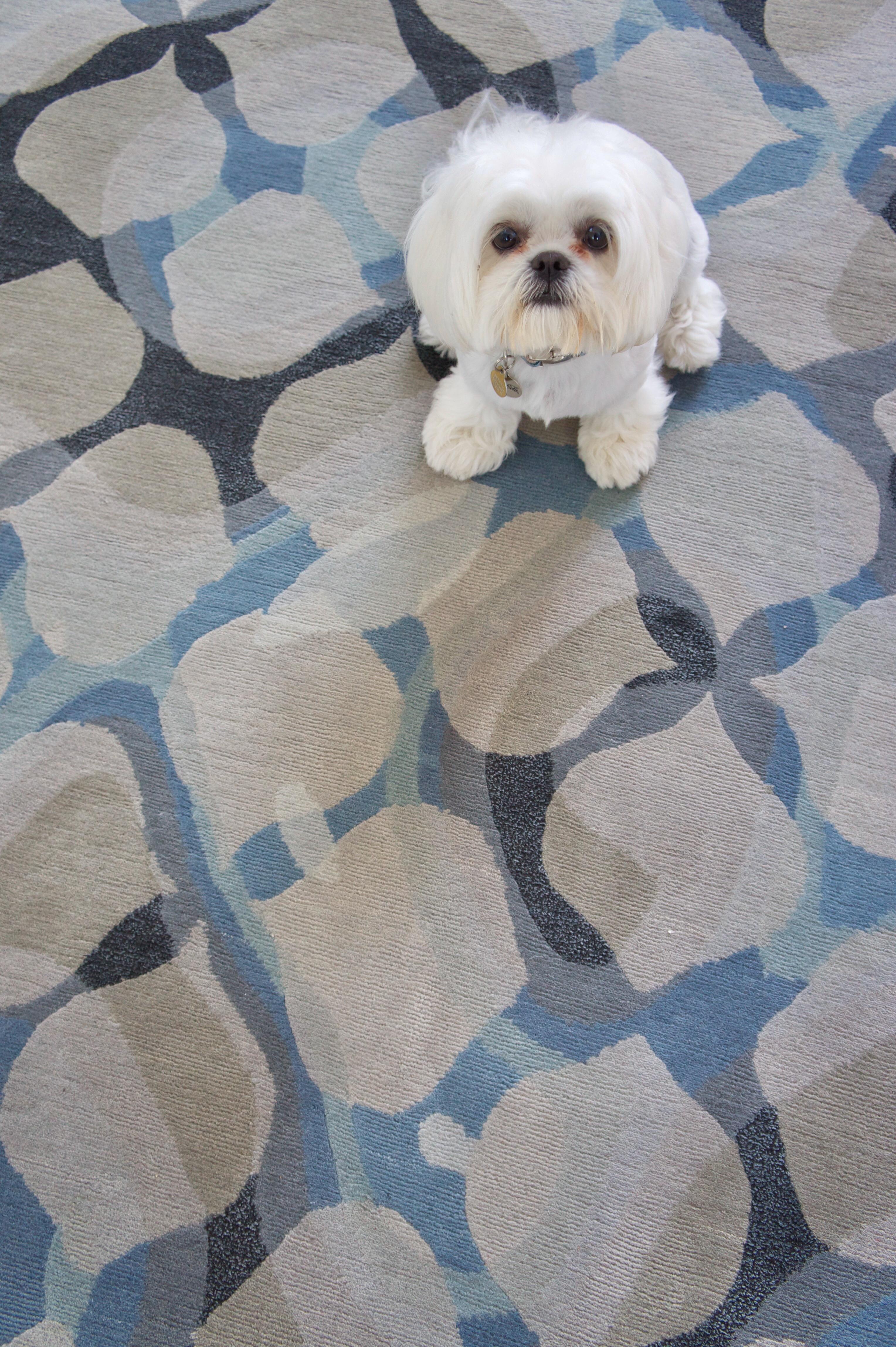 Contemporary Area Rug in Blue Black, Handmade of Silk, Wool, 