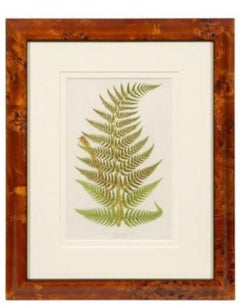 9 Botanische Drucke, Lowe's Ferns: British & Exotic, Preis pro Stich.