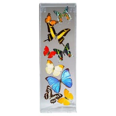 9 Genuine Butterflies in Vertical Acrylic Shadow Box