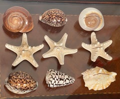9 S Sea Shells Place Card Holders Coastsl Wedding Decor
