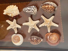 10 S Sea Shells Place Card Holders Coastsl Wedding Decor